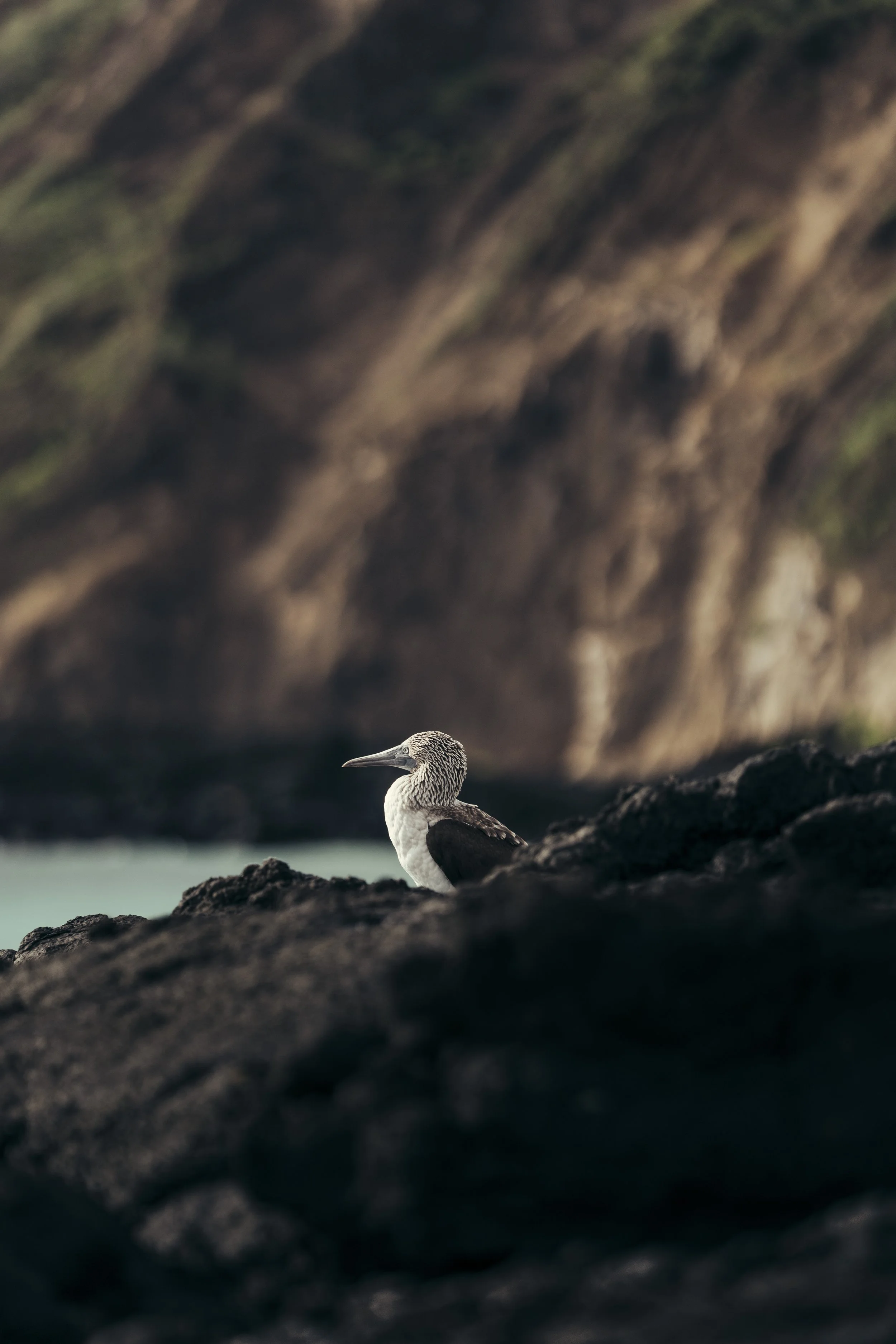 TomAllport_Galapagos_Day3-93.jpg