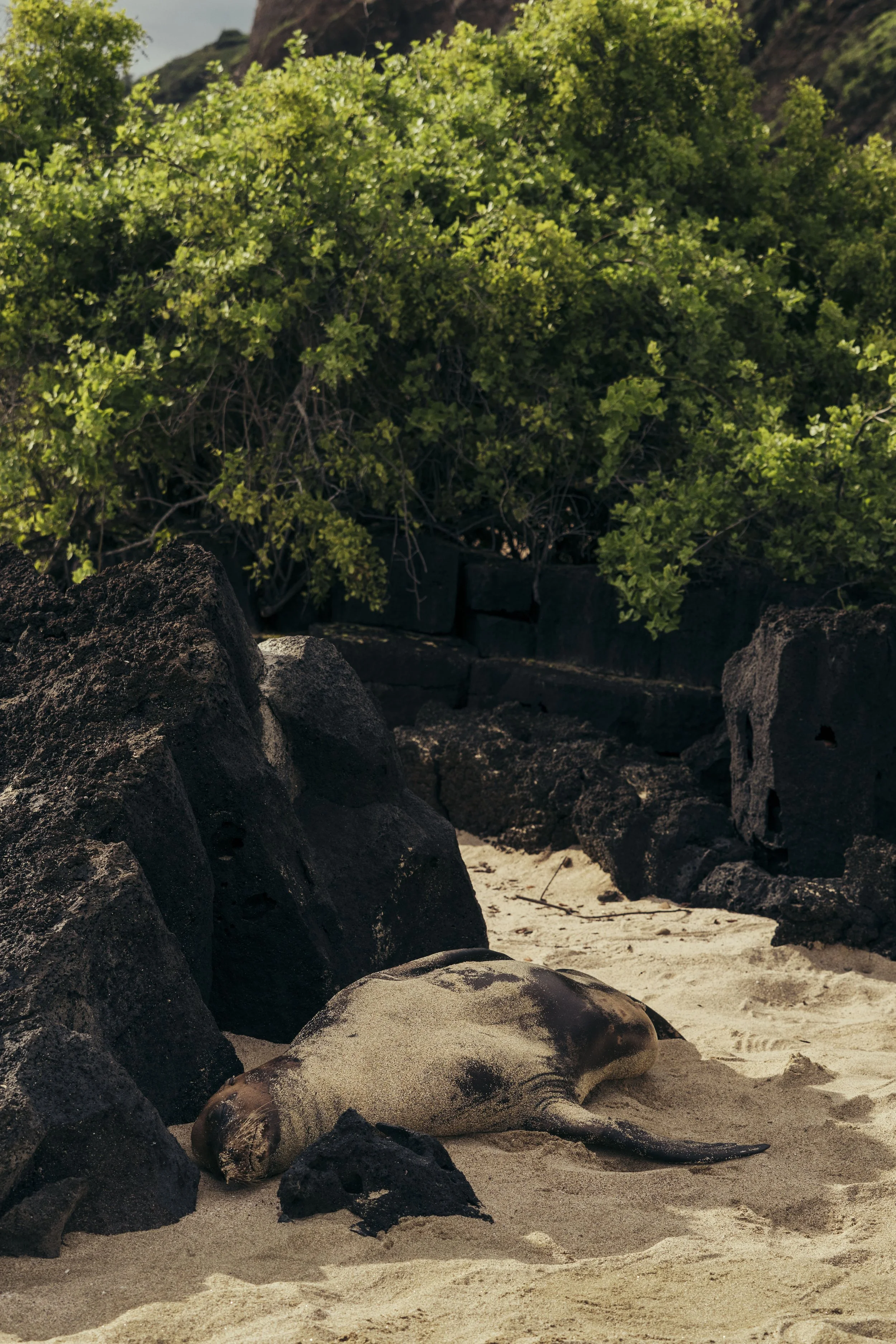 TomAllport_Galapagos_Day3-89.jpg
