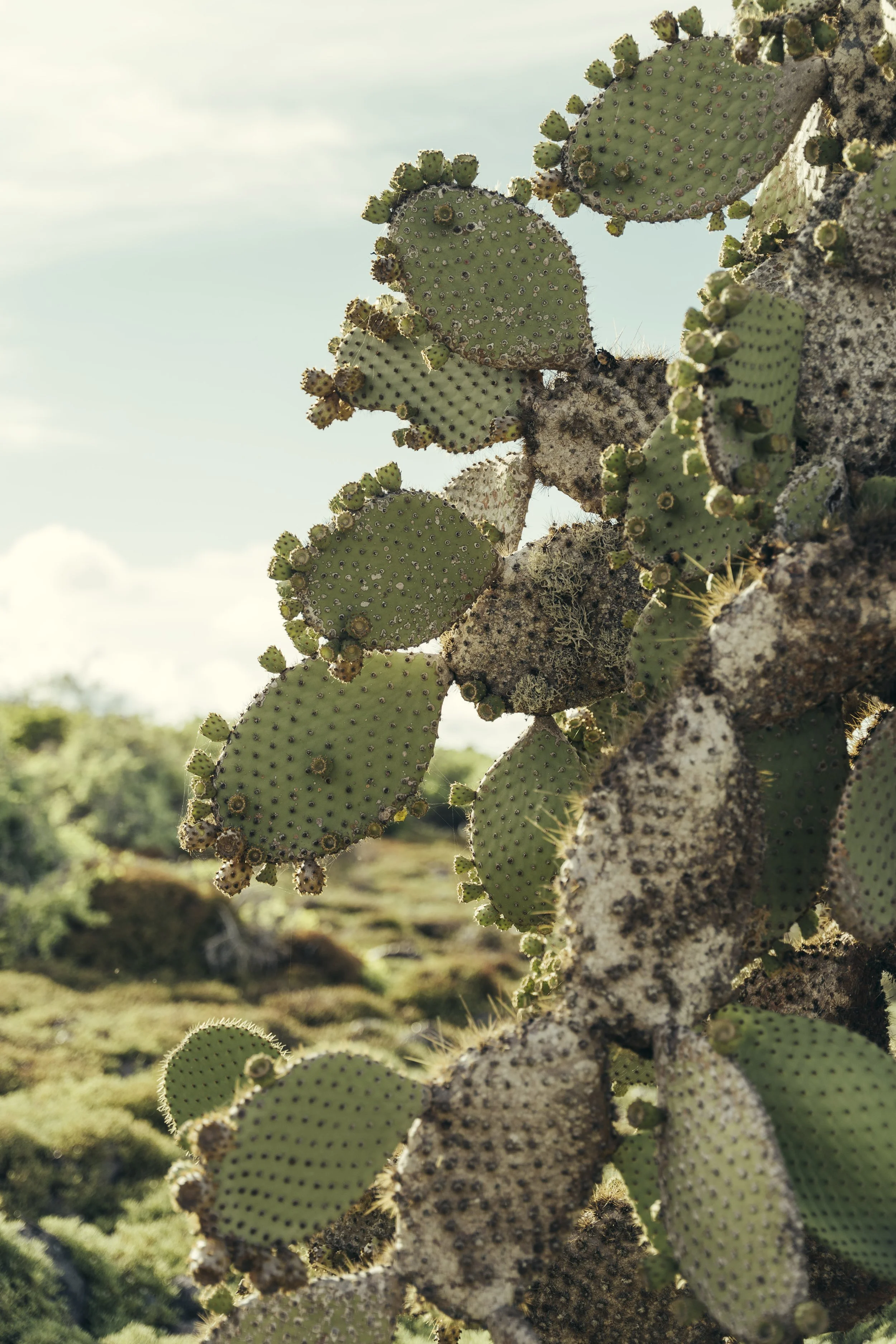 TomAllport_Galapagos_Day1-41.jpg