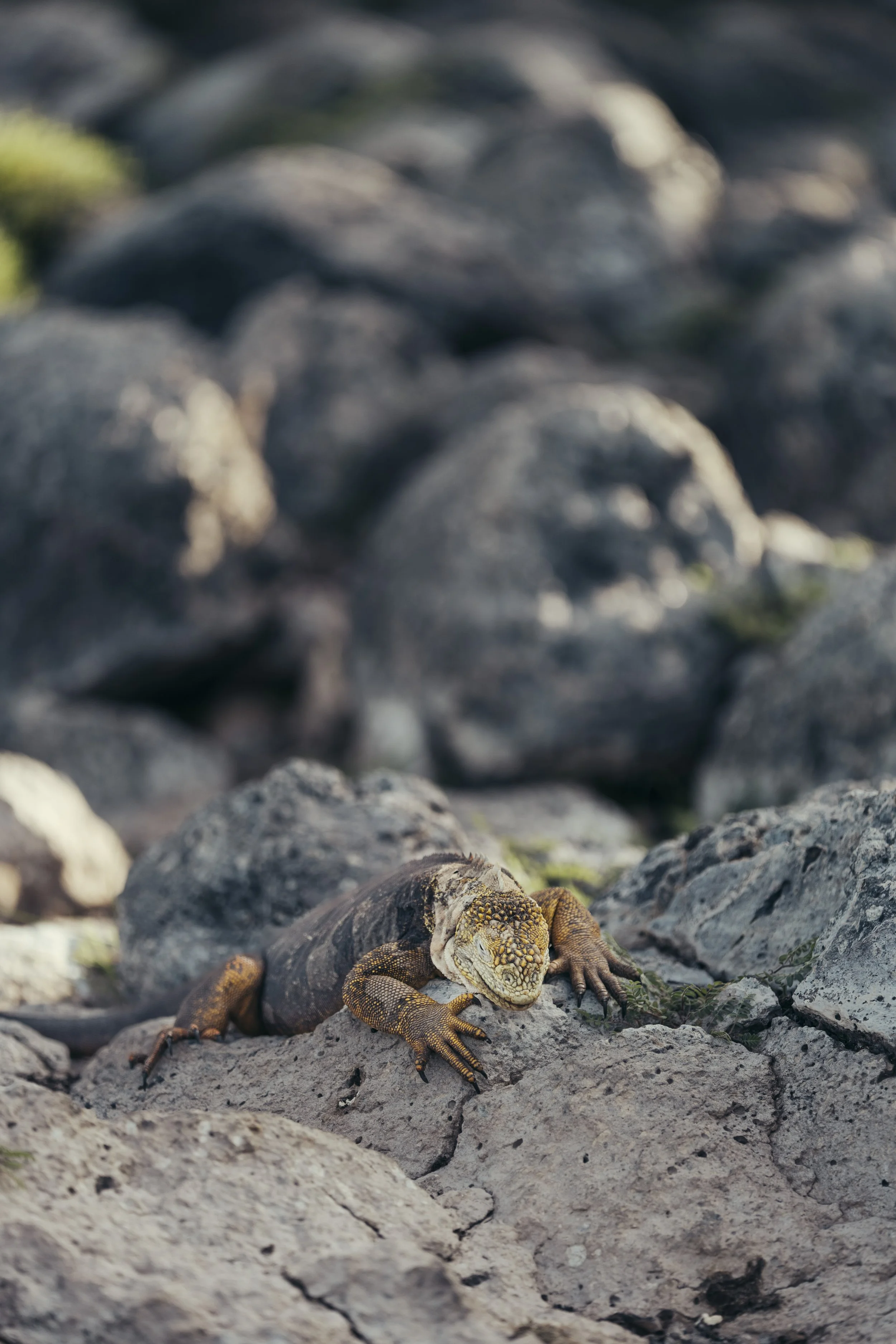 TomAllport_Galapagos_Day1-49.jpg