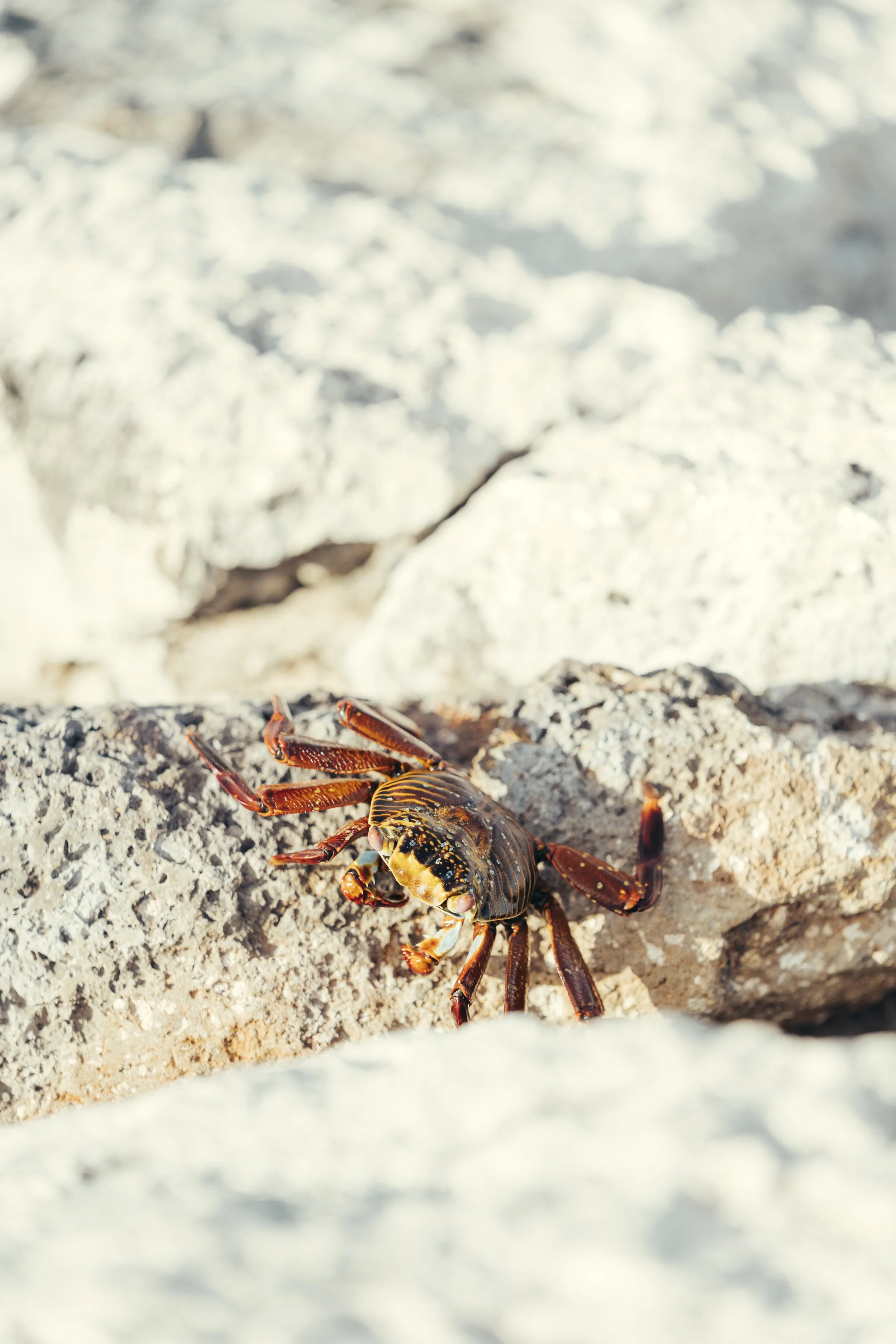 TomAllport_Galapagos_Day1-47.jpg