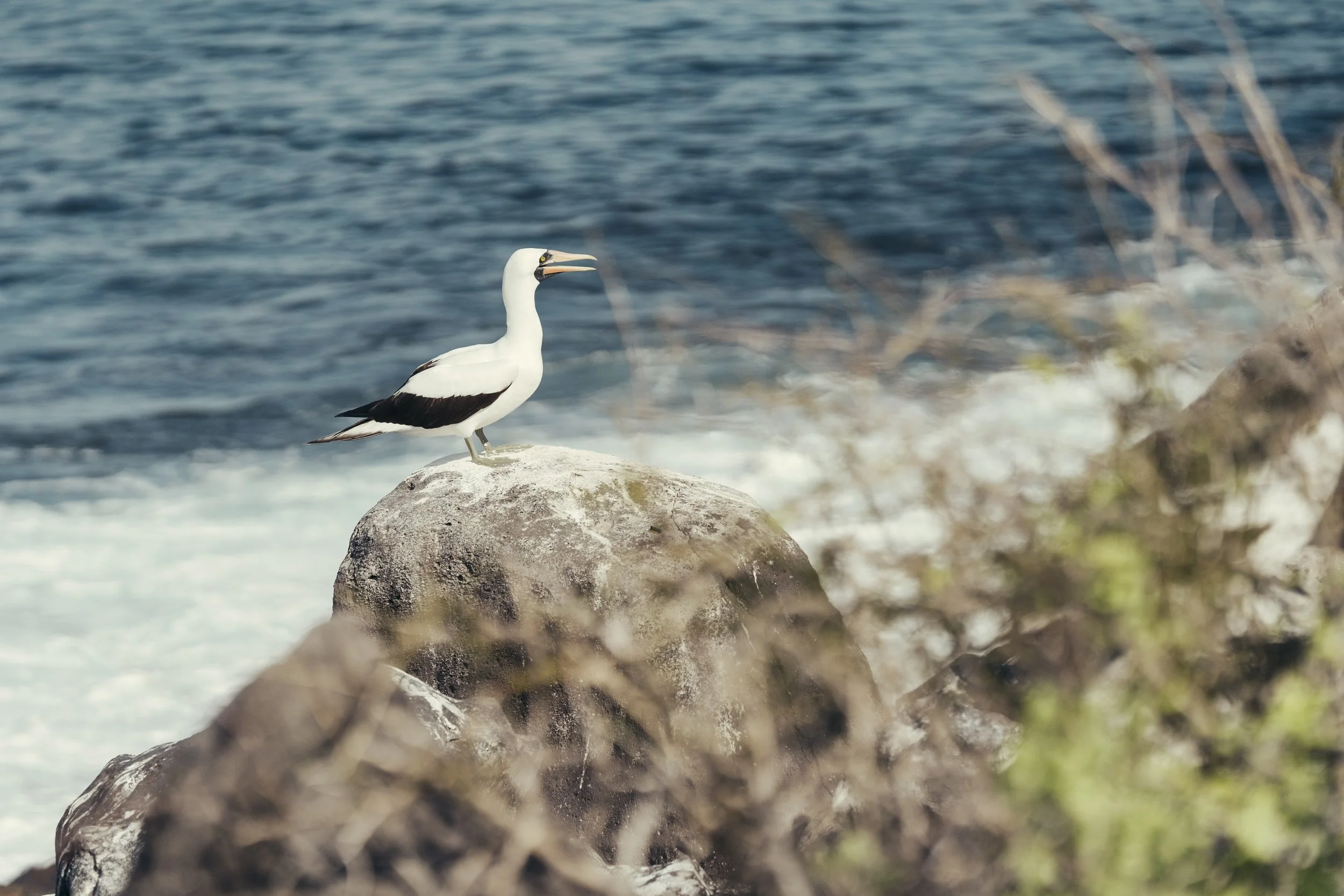 TomAllport_Galapagos_Day4-19.jpg
