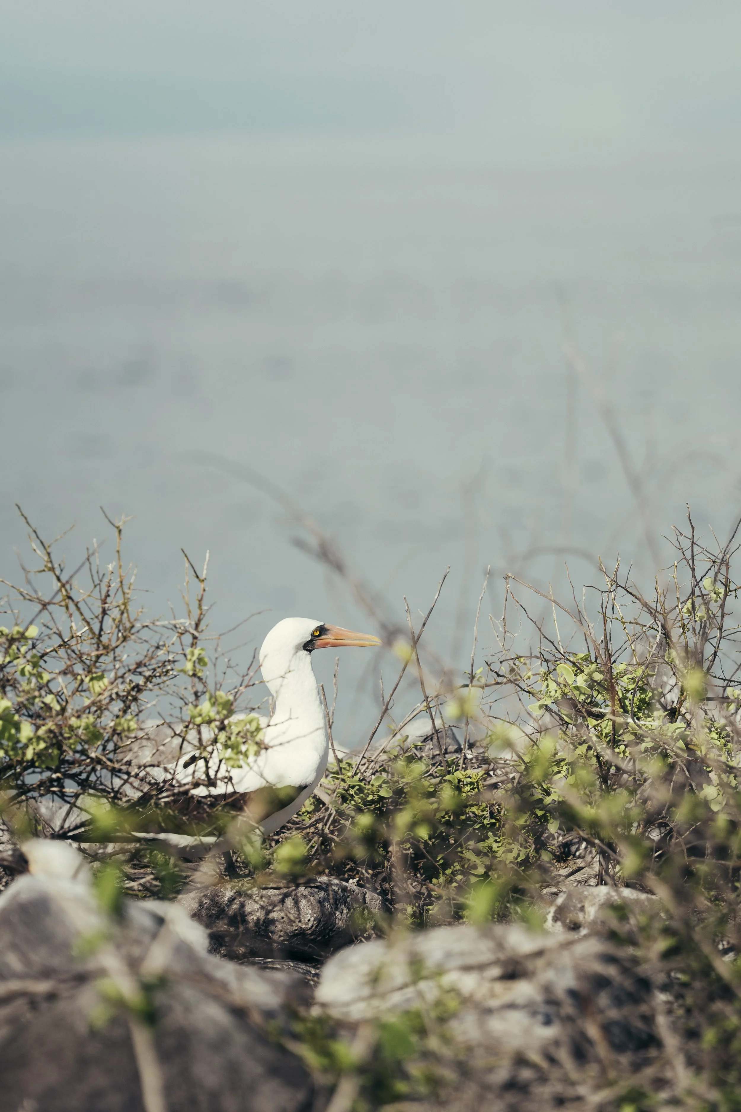TomAllport_Galapagos_Day4-14.jpg