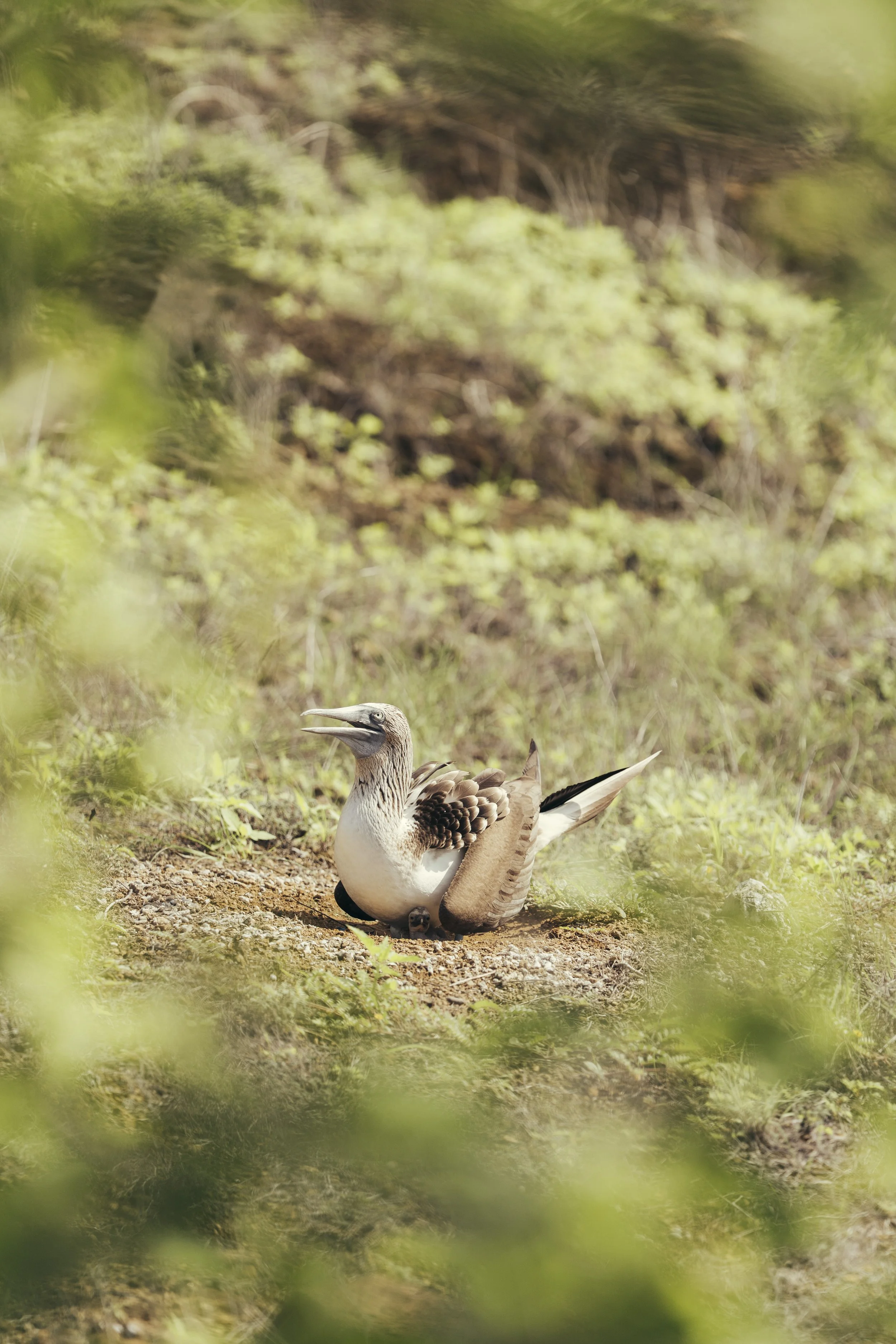 TomAllport_Galapagos_Day3-36.jpg