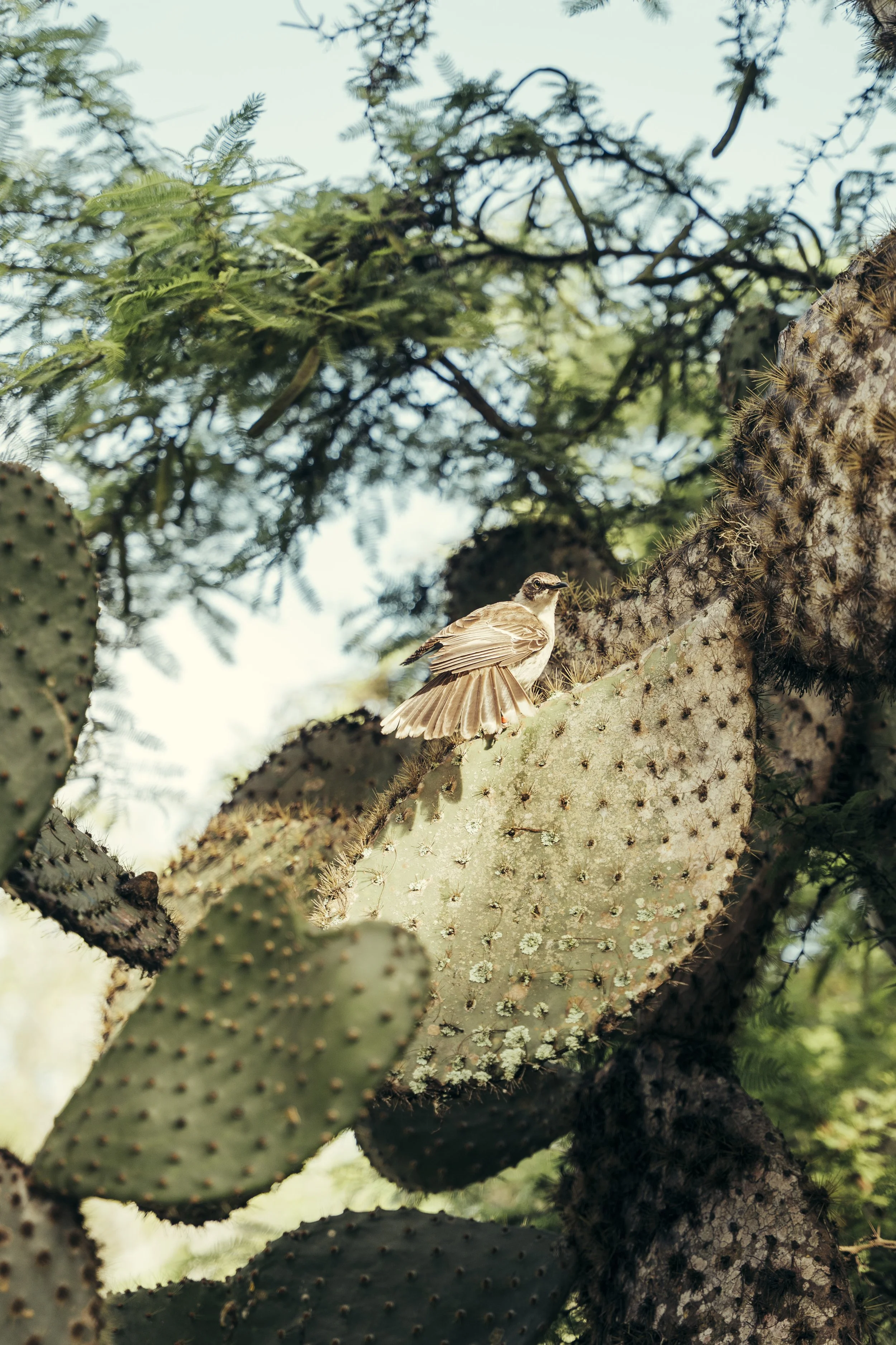 TomAllport_Finch_Day1-20.jpg