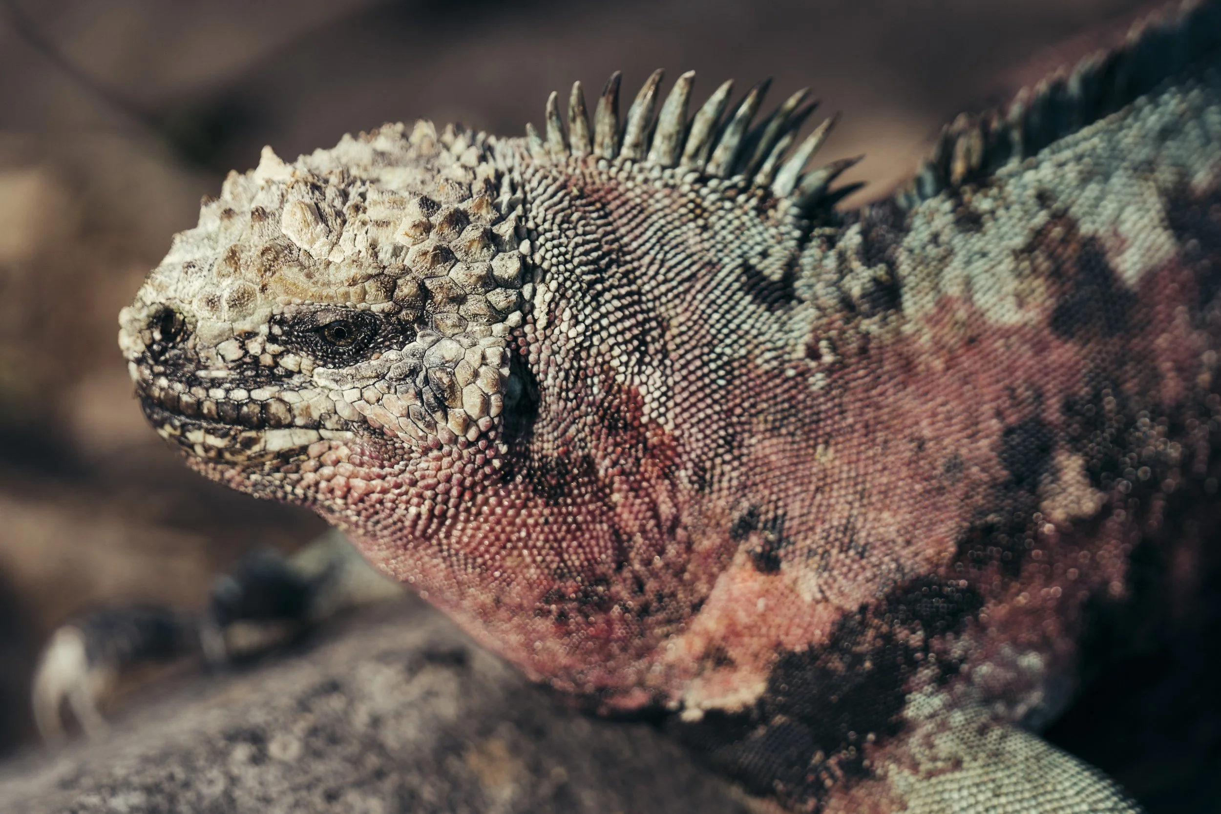 TomAllport_Galapagos_Day4-30.jpg