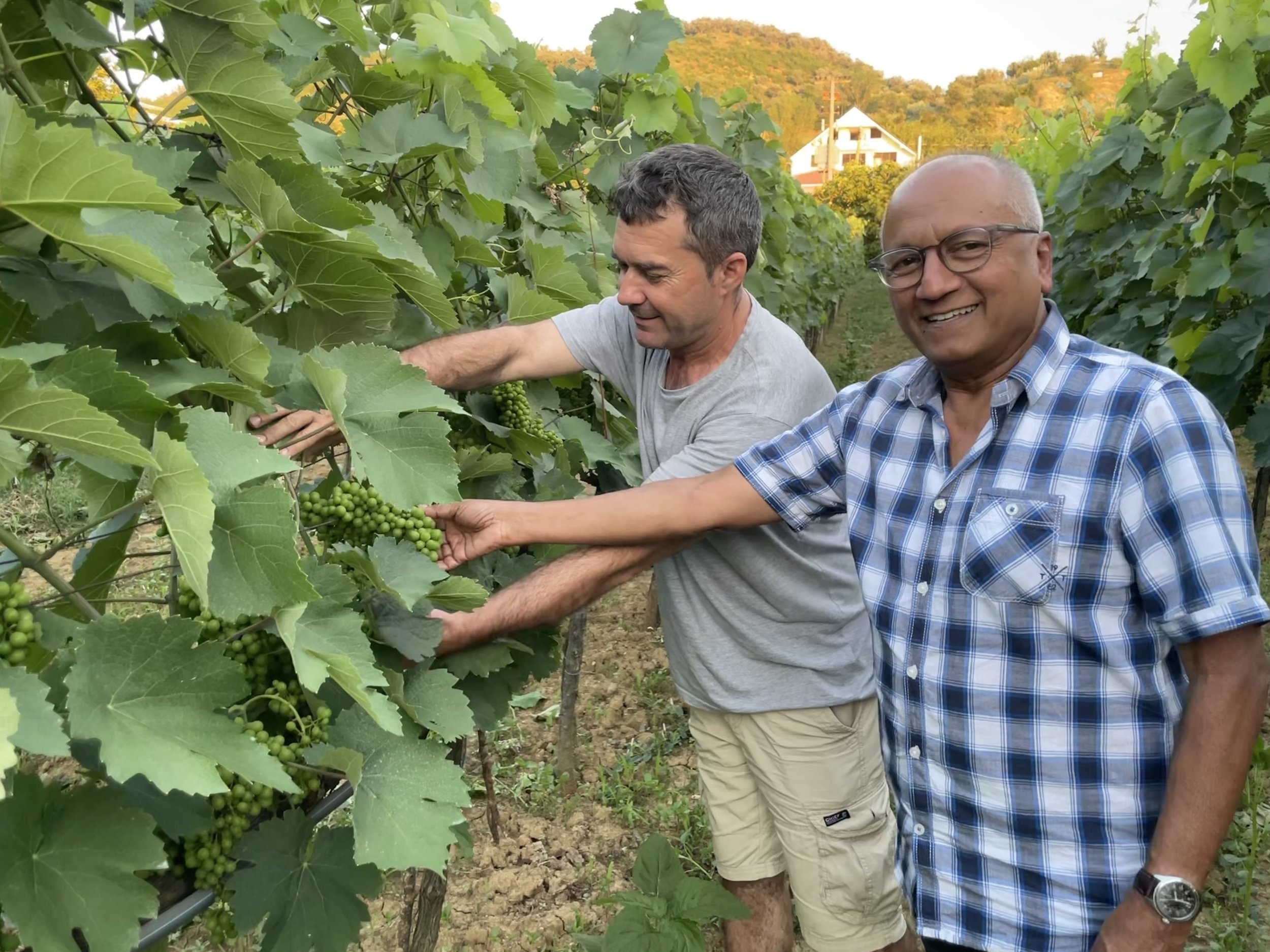 Two men are working in a vineyard, harvesting green grapes from grapevines. One man is wearing a grey t-shirt and the other is in a checkered shirt and khaki shorts. They are surrounded by abundant green leaves and the background shows hills and a house.