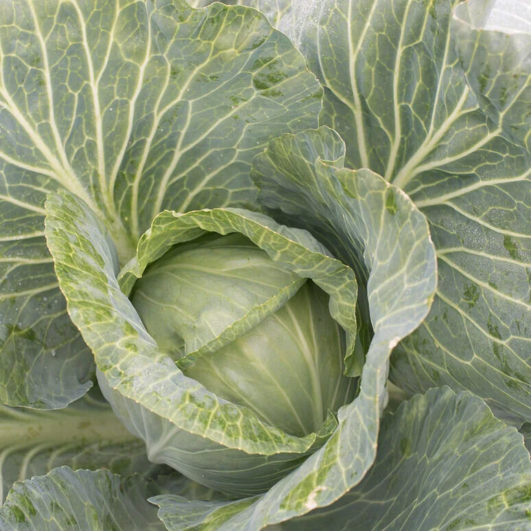 Cabbage - Green