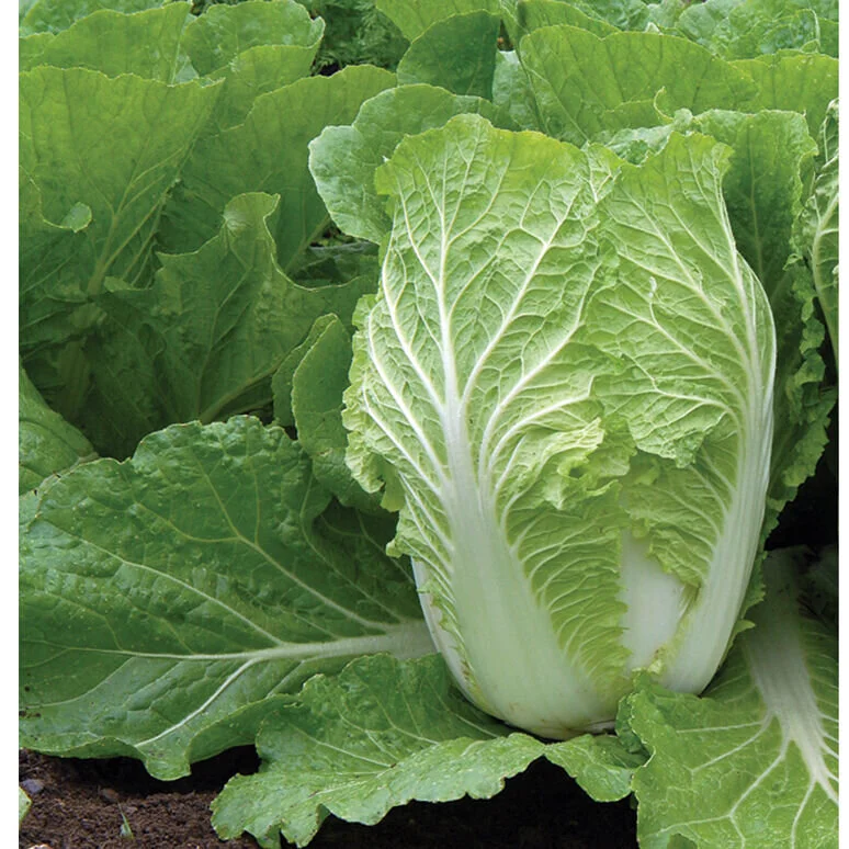 napacabbage.jpg