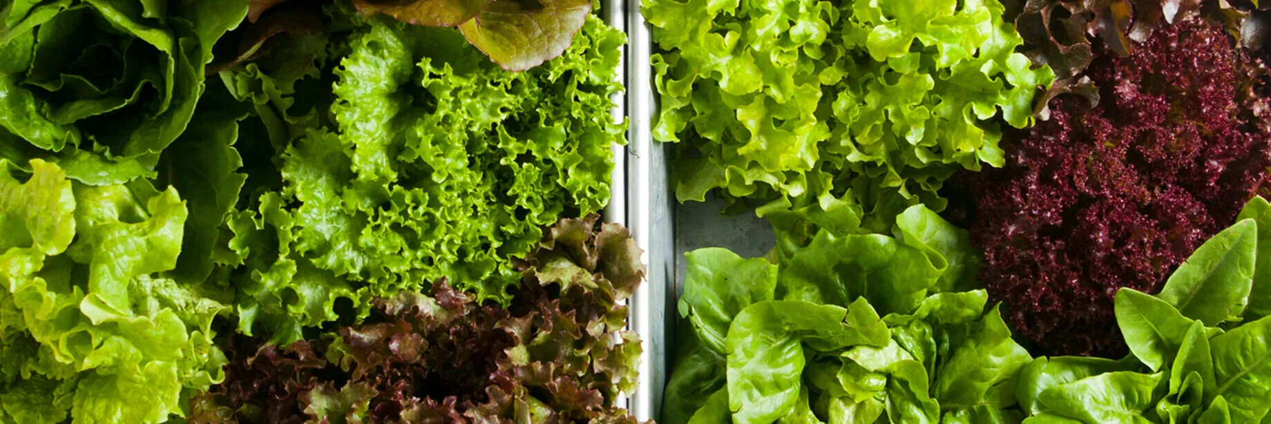 lettucehead.jpg