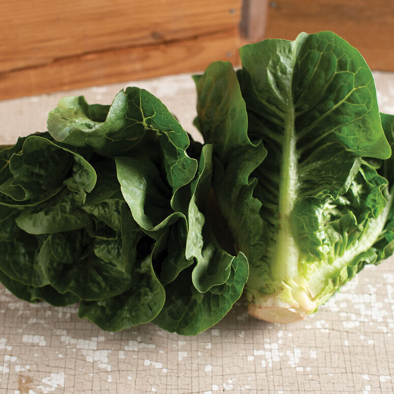 Lettuce - Romaine