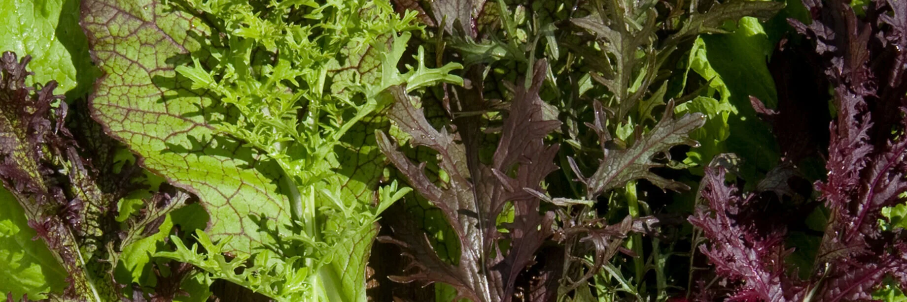Mustard Greens Mix