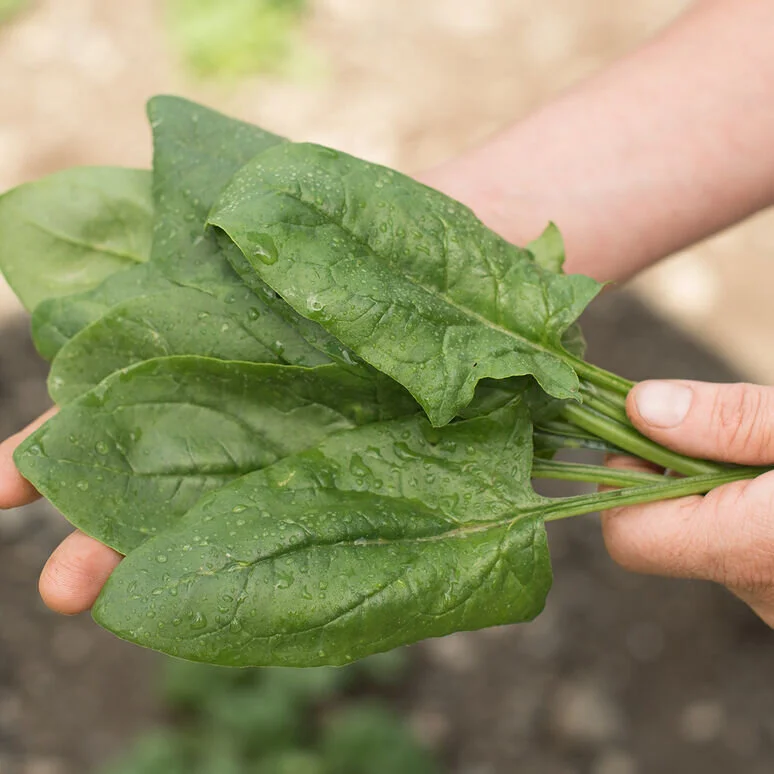Spinach