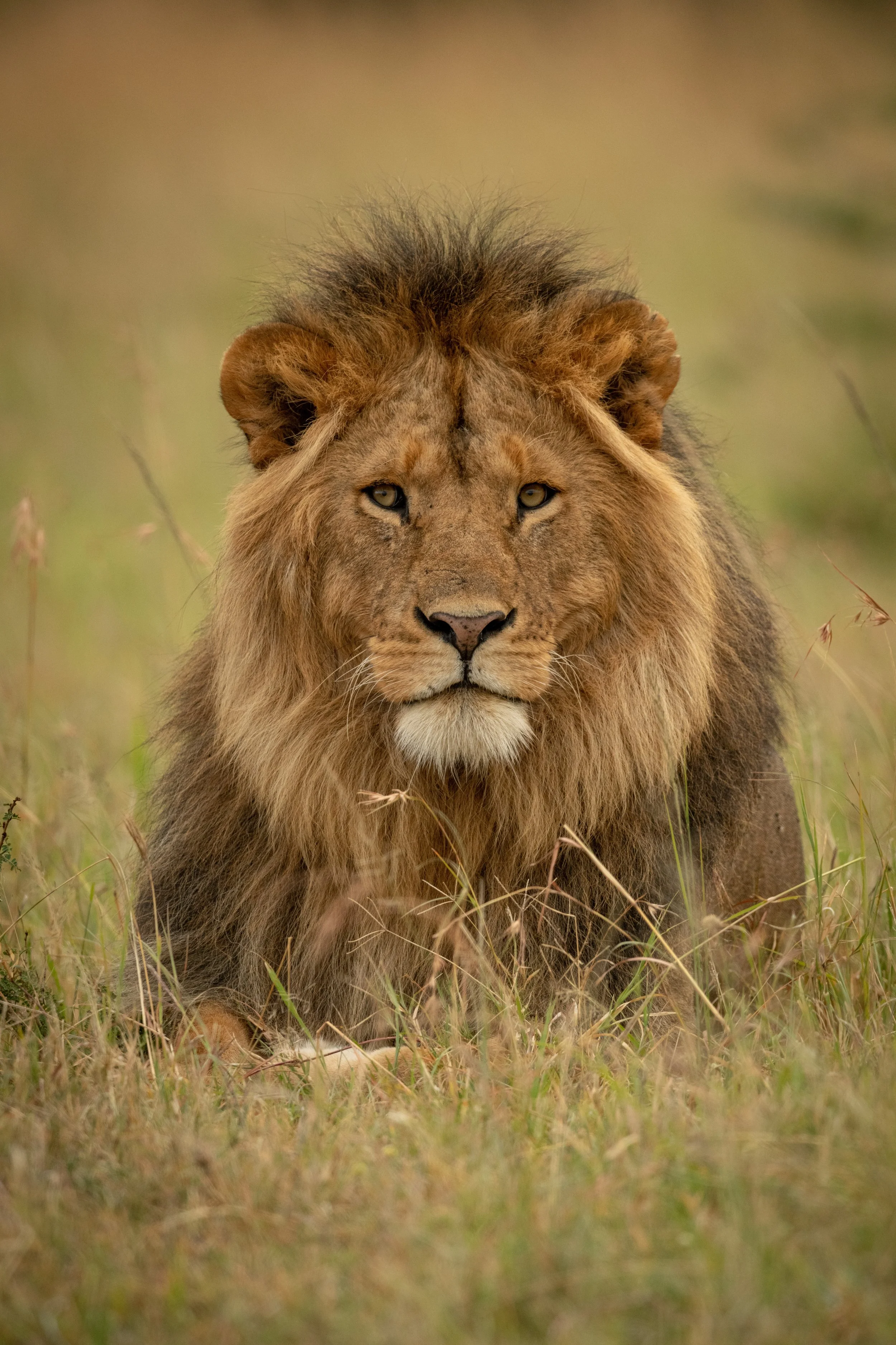 AdobeStock_328034105_Lion.jpeg