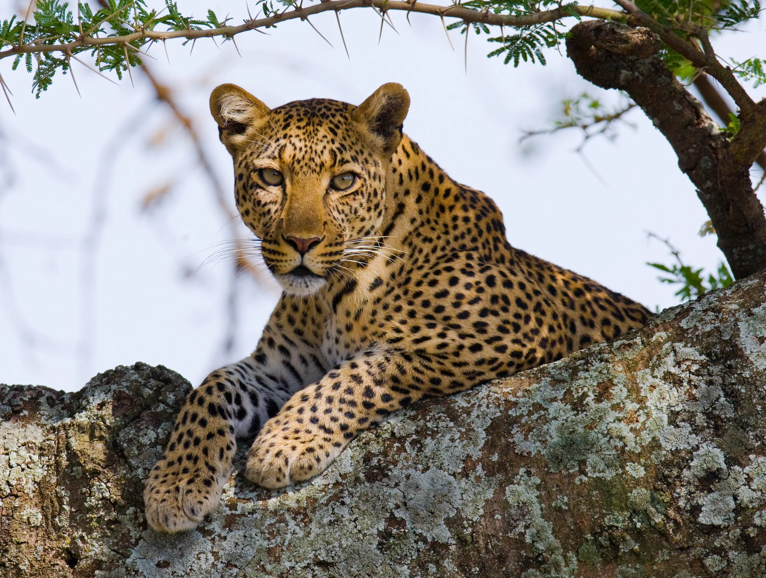 AdobeStock_100756955_Leopard.jpeg