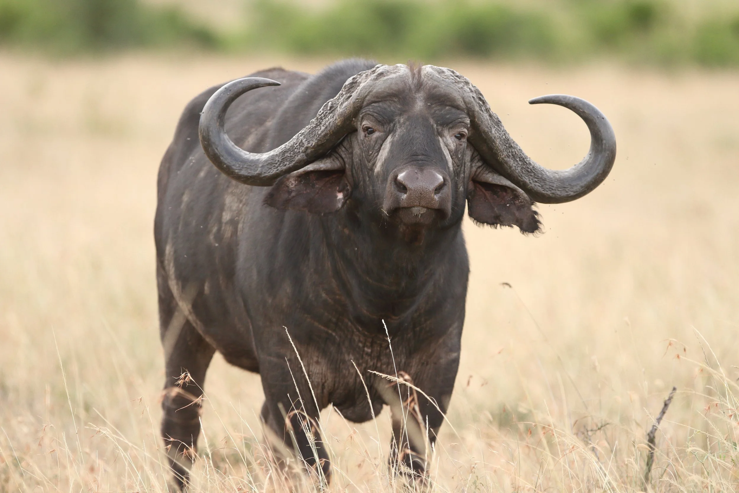 AdobeStock_322597568_CapeBuffalo.jpeg