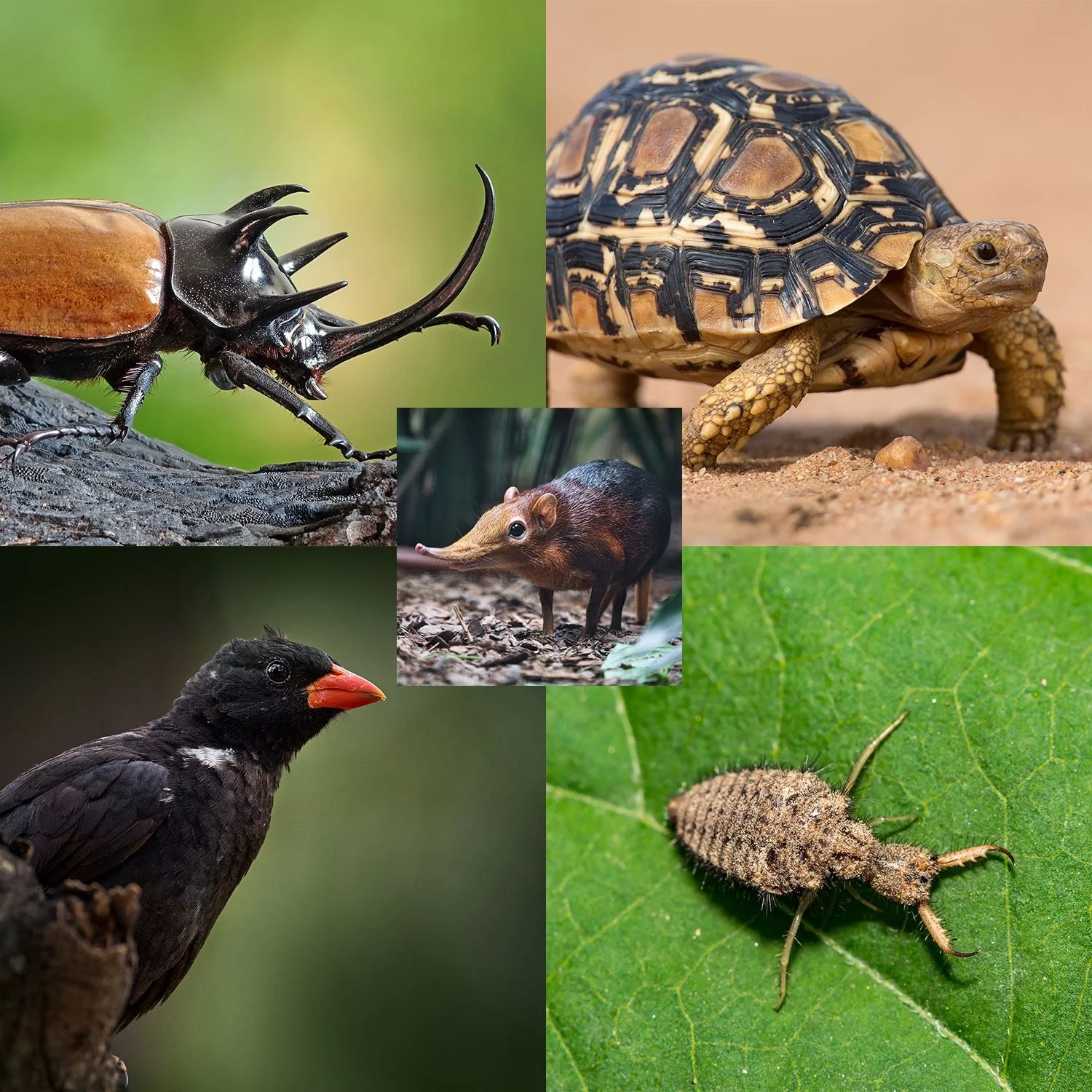 Page 4: Small Wonders of the Serengeti 