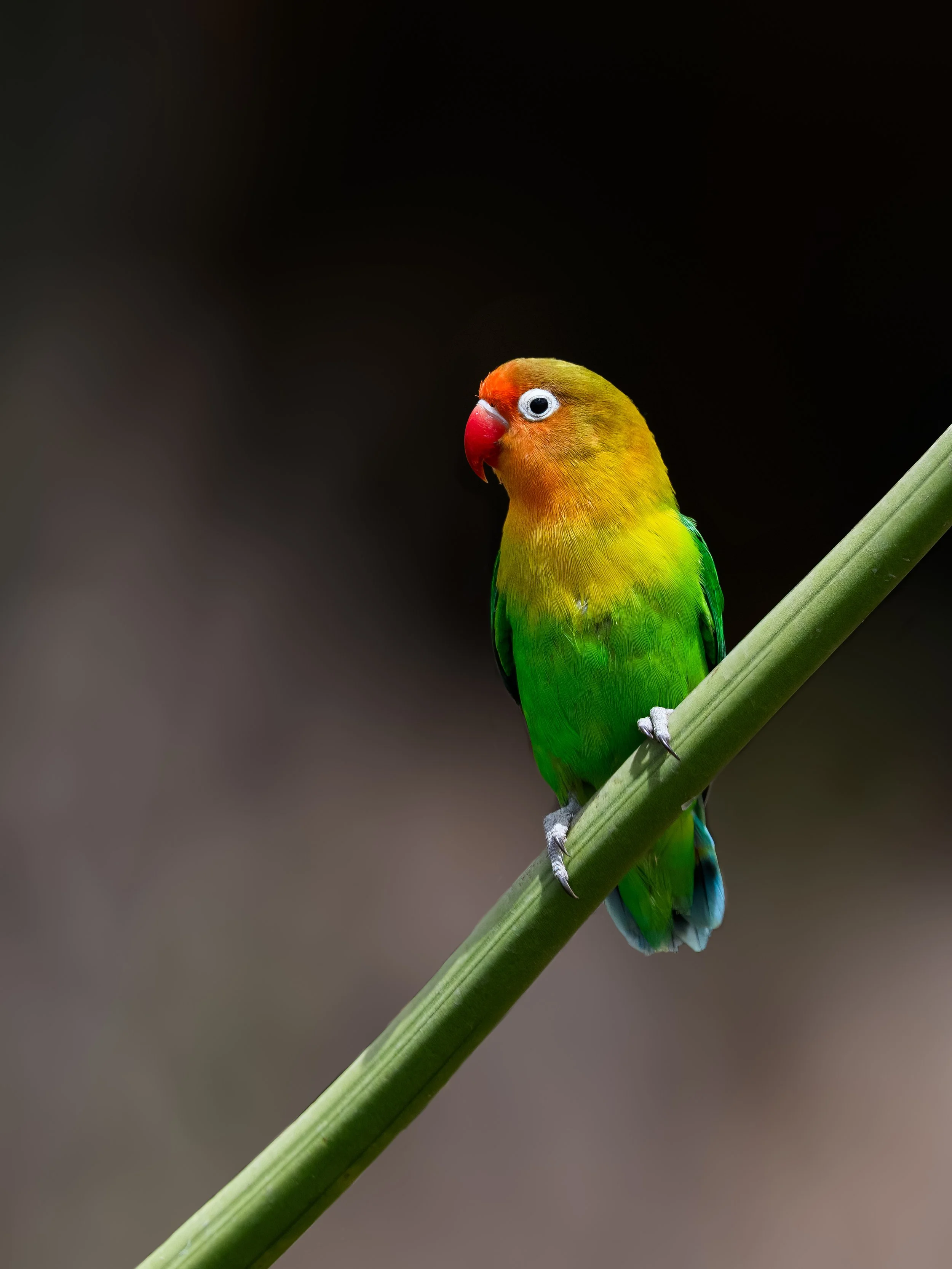 Page 6: A Birdwatcher's Paradise