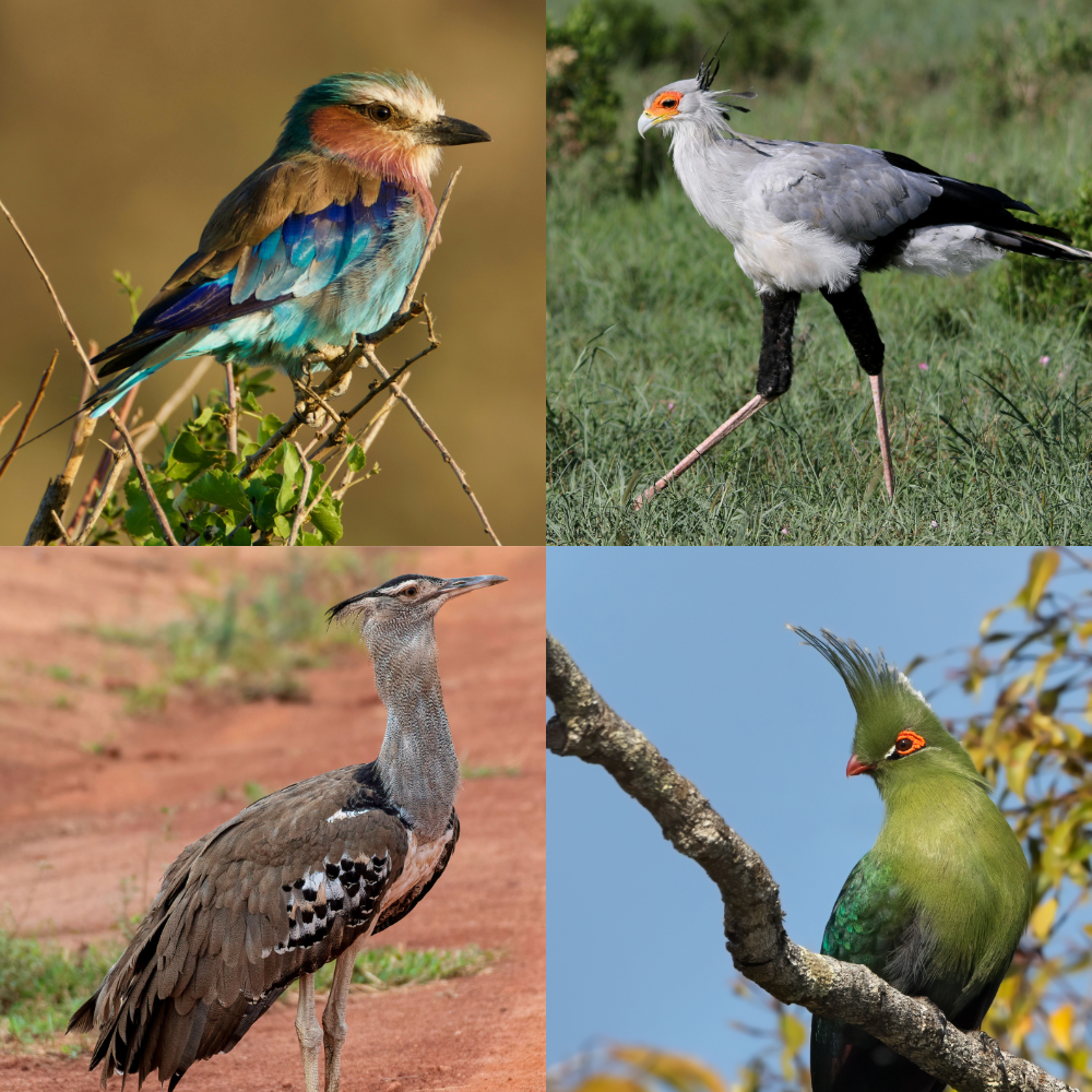 Page 9: Tanzania's Avian Treasures
