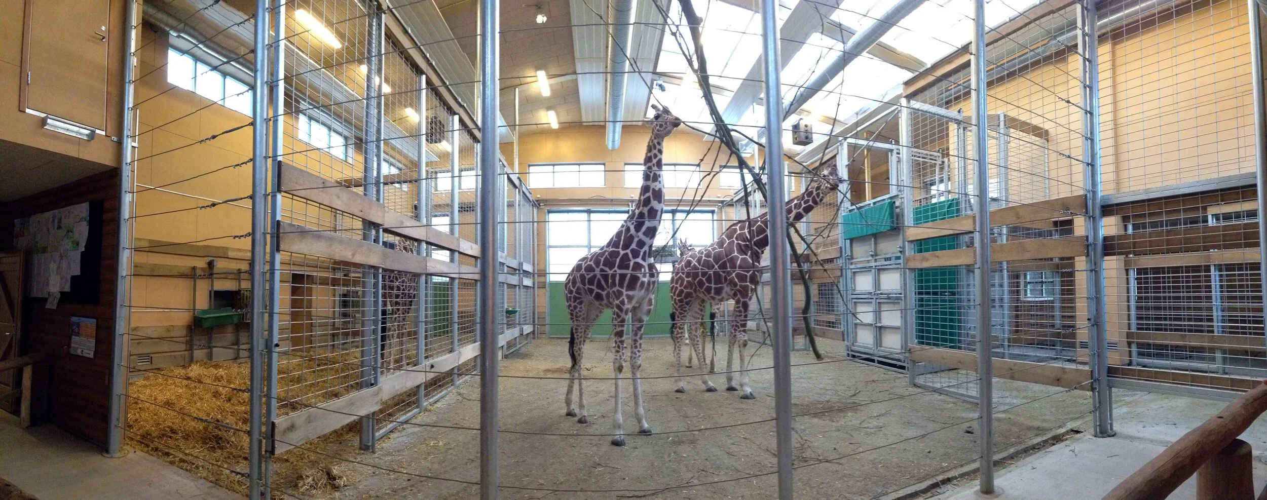 Odense Zoo Ryan Hall Design