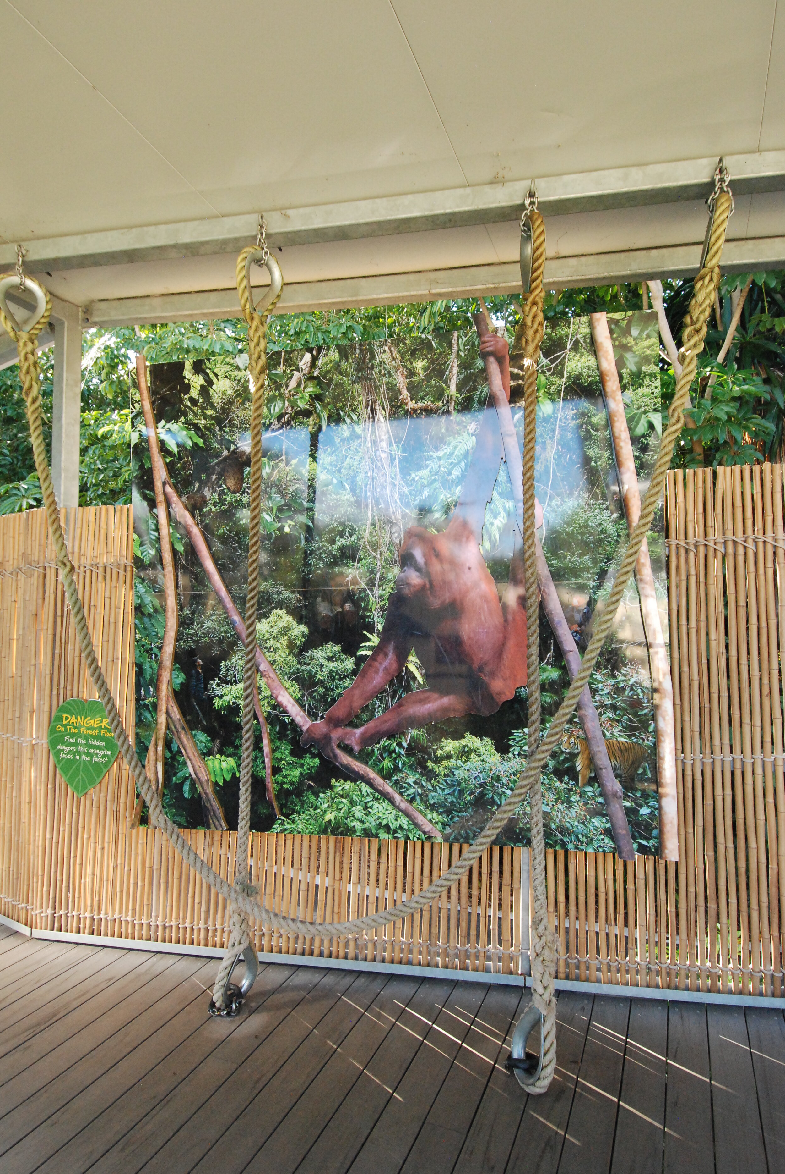 PerthZoo_Orangs_064_160606.JPG