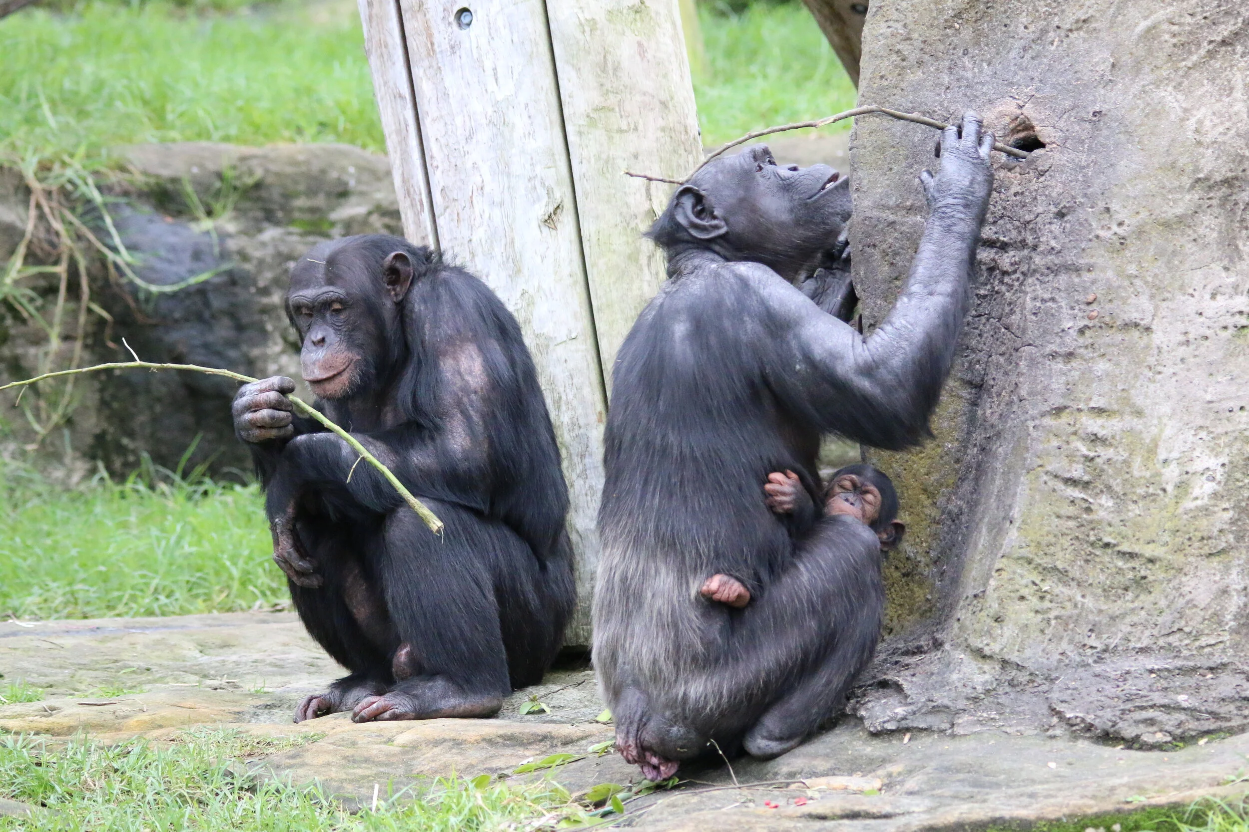 Taronga Zoo 08052014 219.JPG