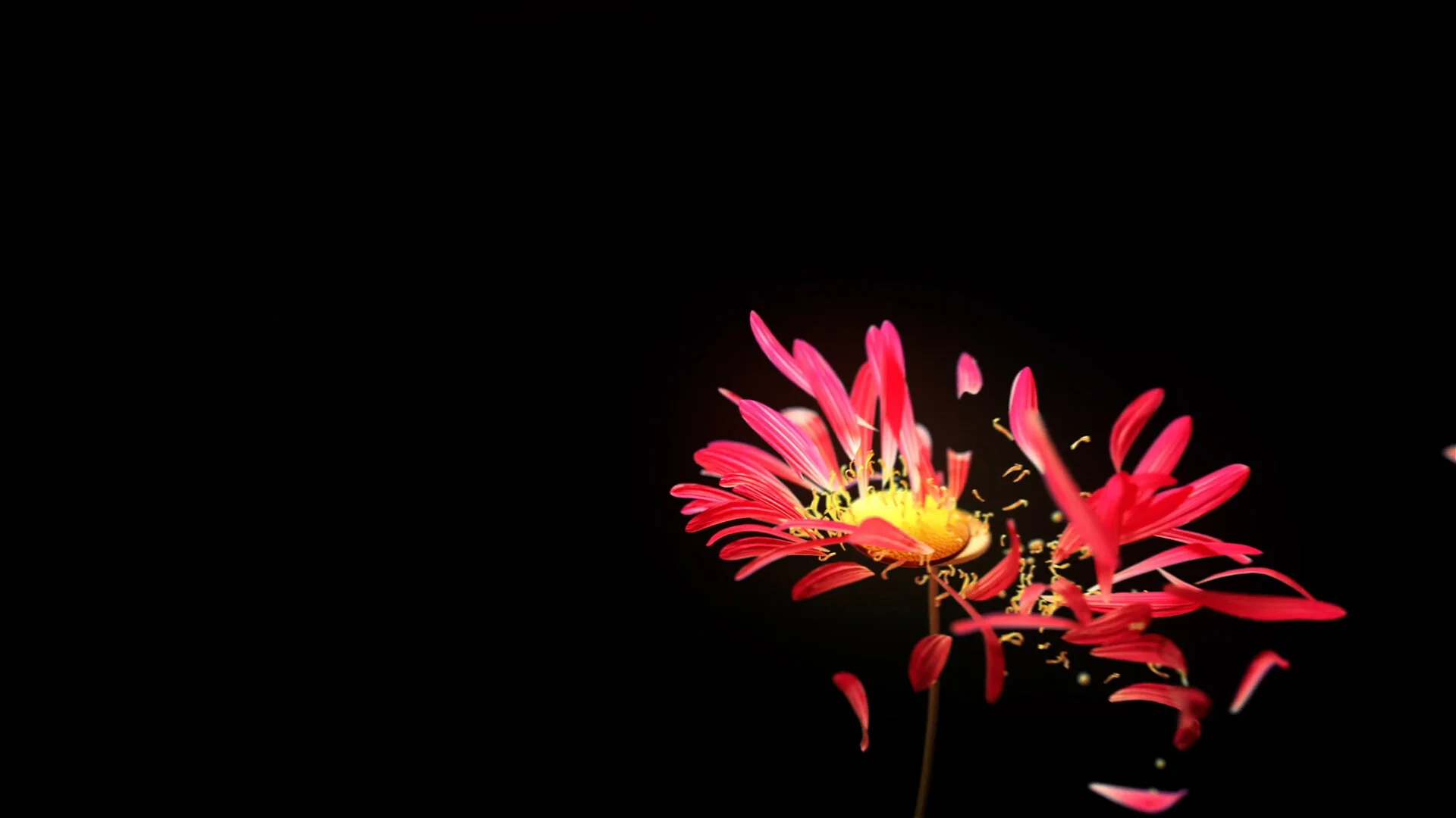 BlownFlower copy.jpg