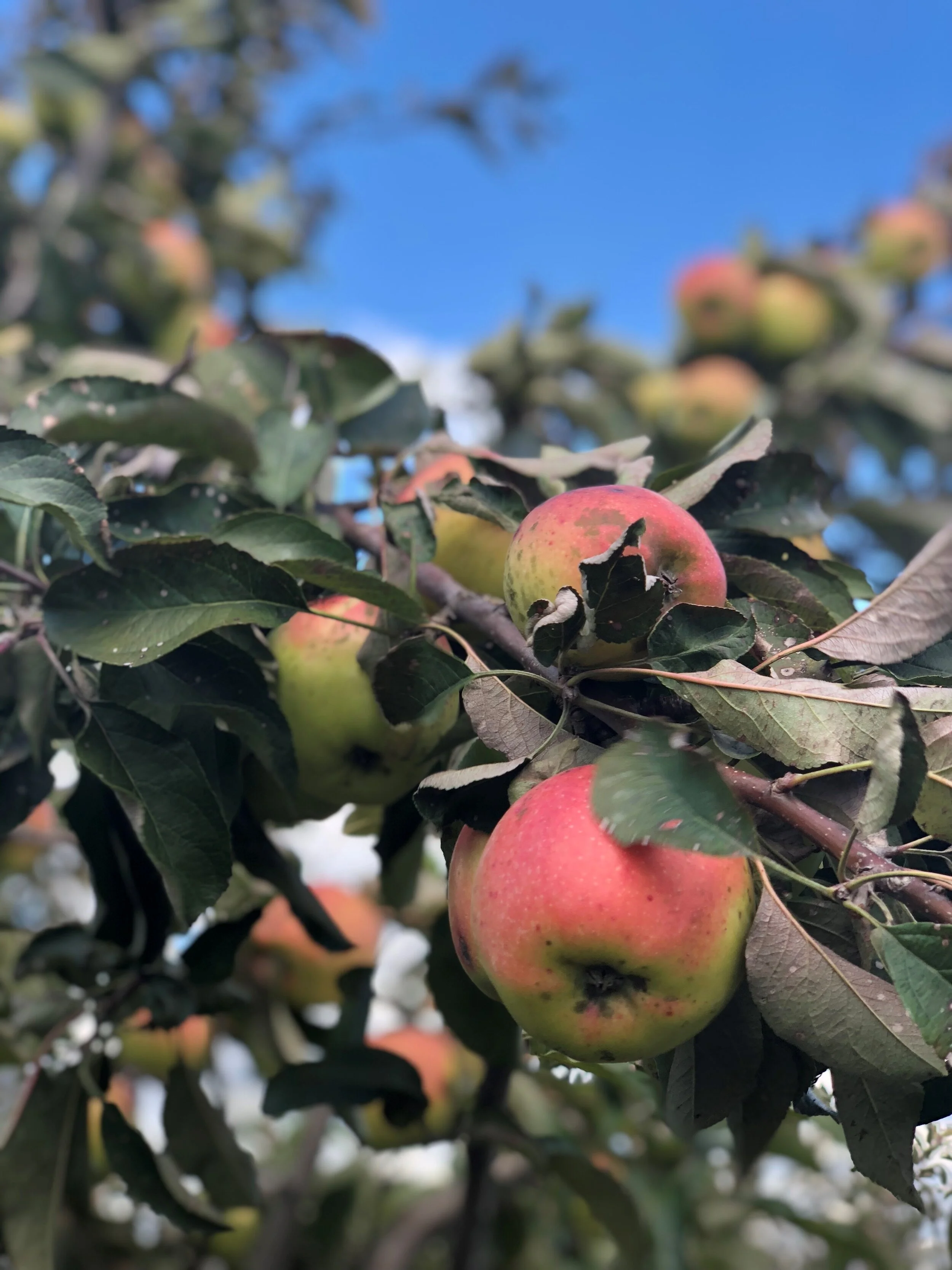 A Girls Weekend Boozy Apple Picking — Columbus Living Blog