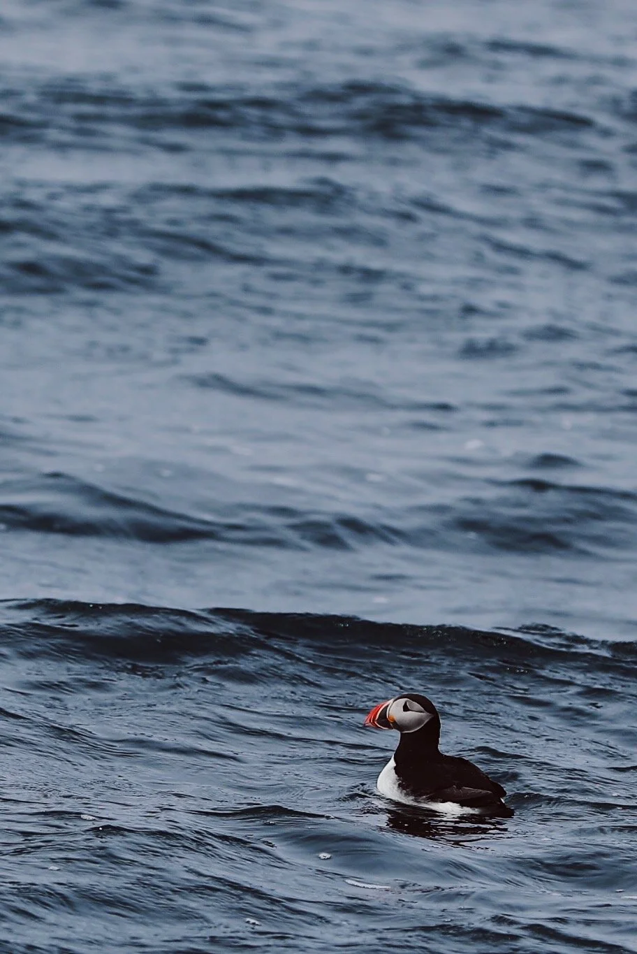 Puffin Island, Iceland