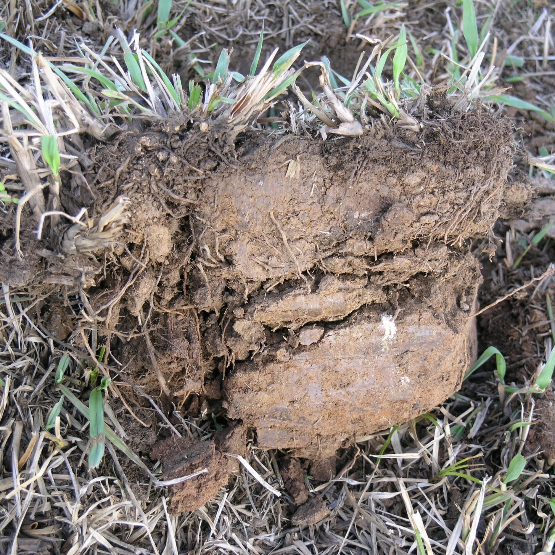 conventional  irrigated dairy farm during 12 yr drought over fence