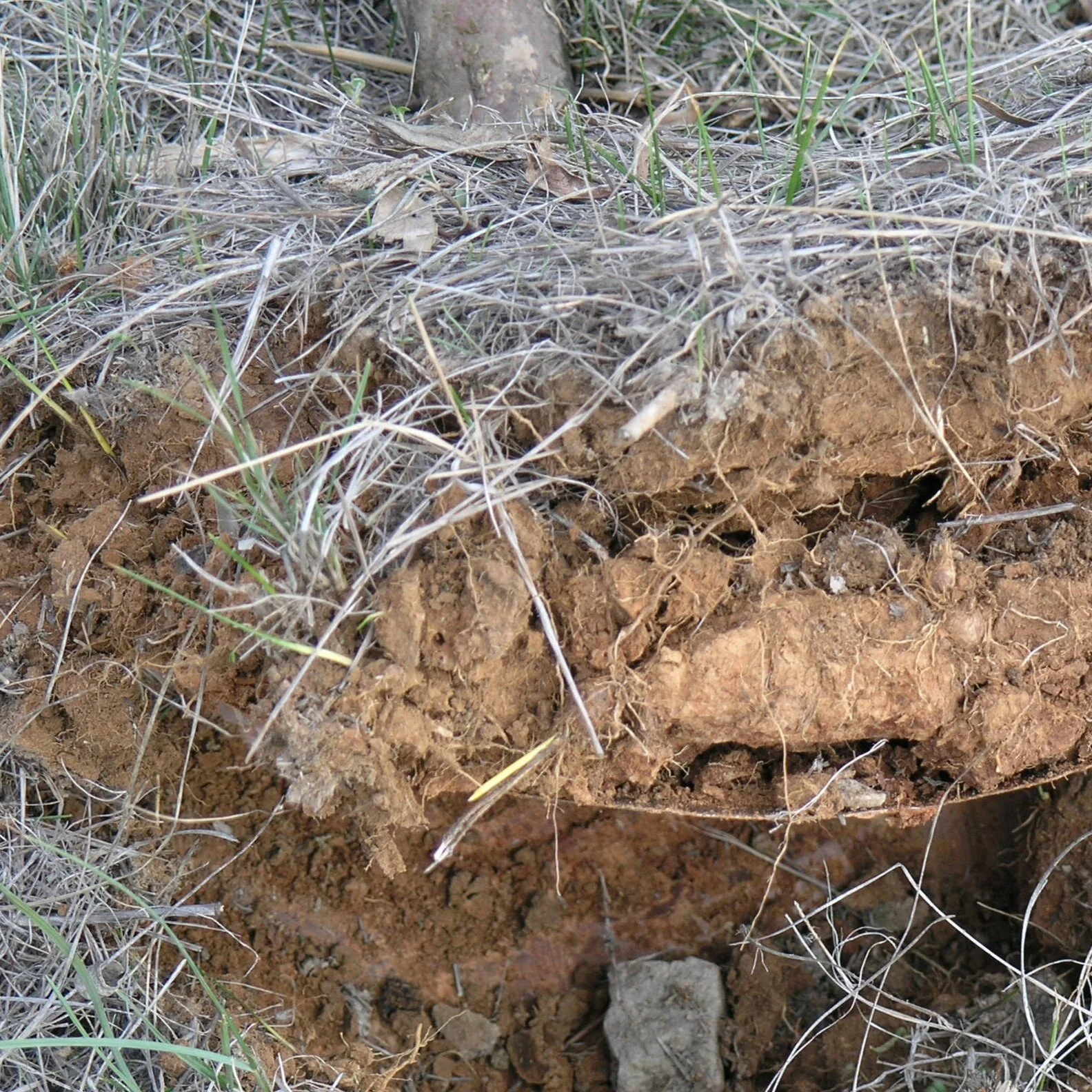 raw land on roadside no water except rain
