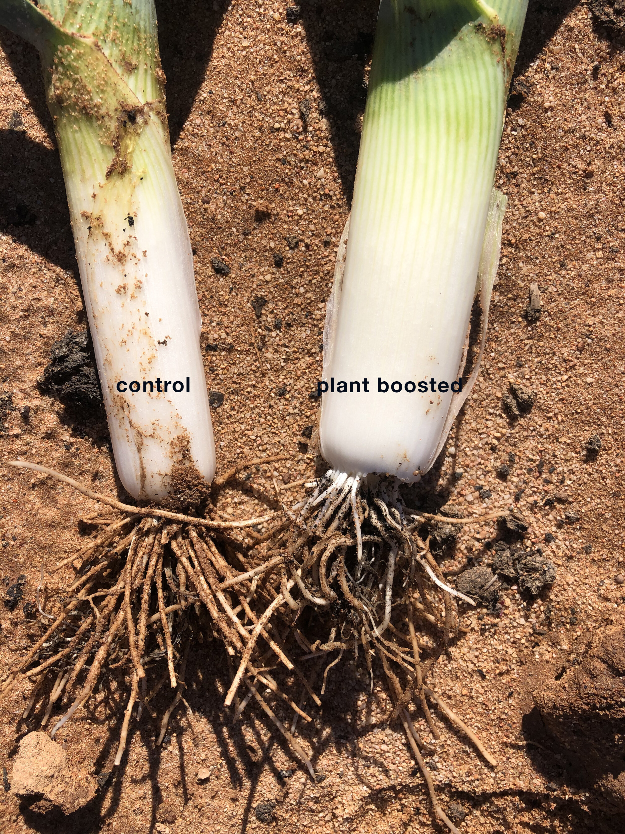 plant booster right hand leek, 3 weeks of watering in very hot conditions on a 100 hectare, highly commercial vegetable farm in Cobram, Victoria Australia, November, 2020