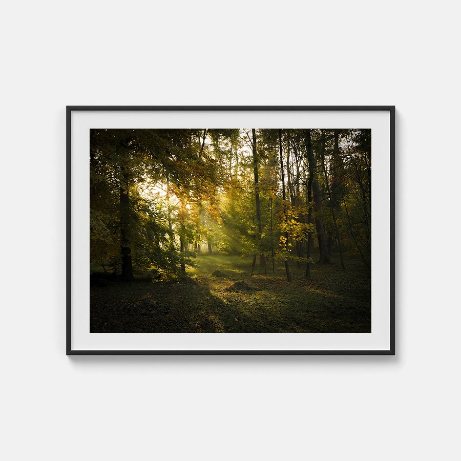 Forest.jpg