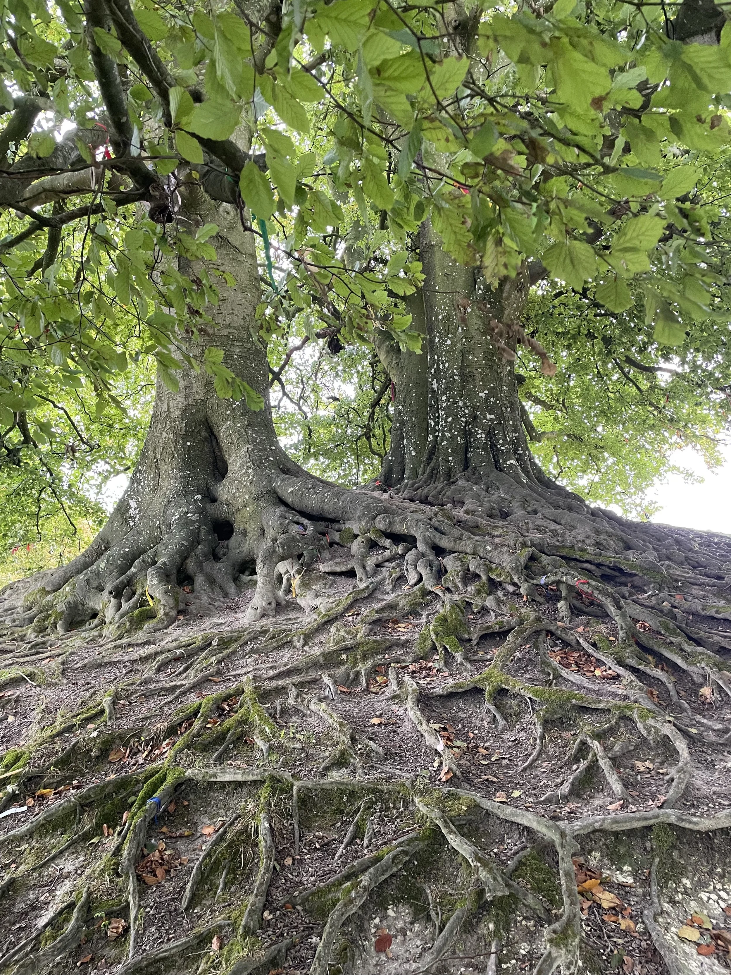 The Business(case) of Consciousness, Part 2