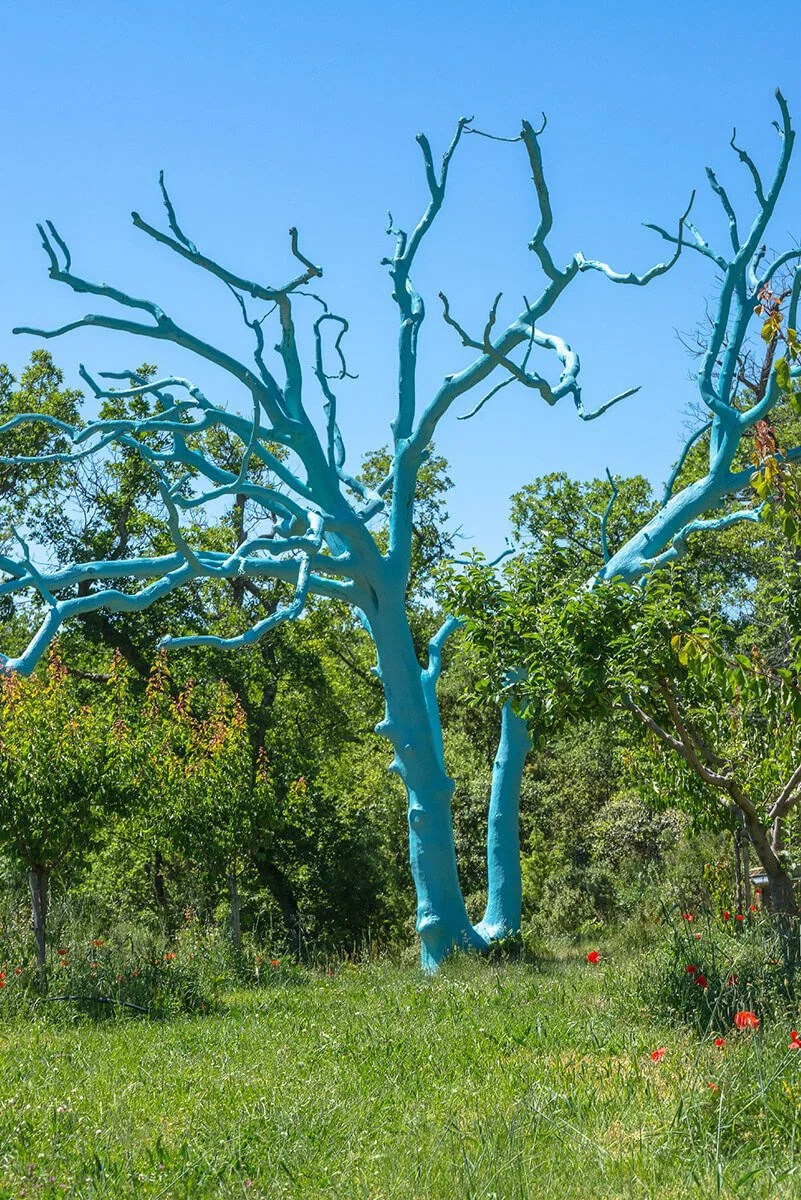 OUR BLUE OAK