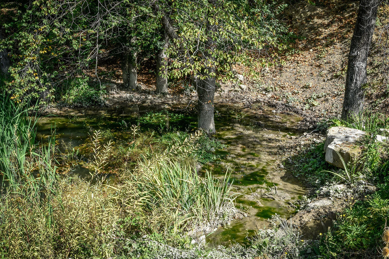 &nbsp;&nbsp; The wild boar spa