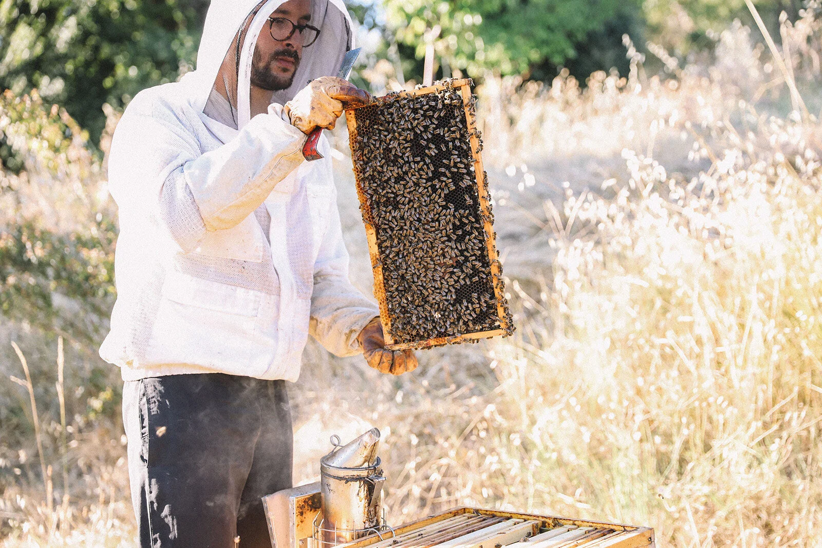 beekeeping.jpg