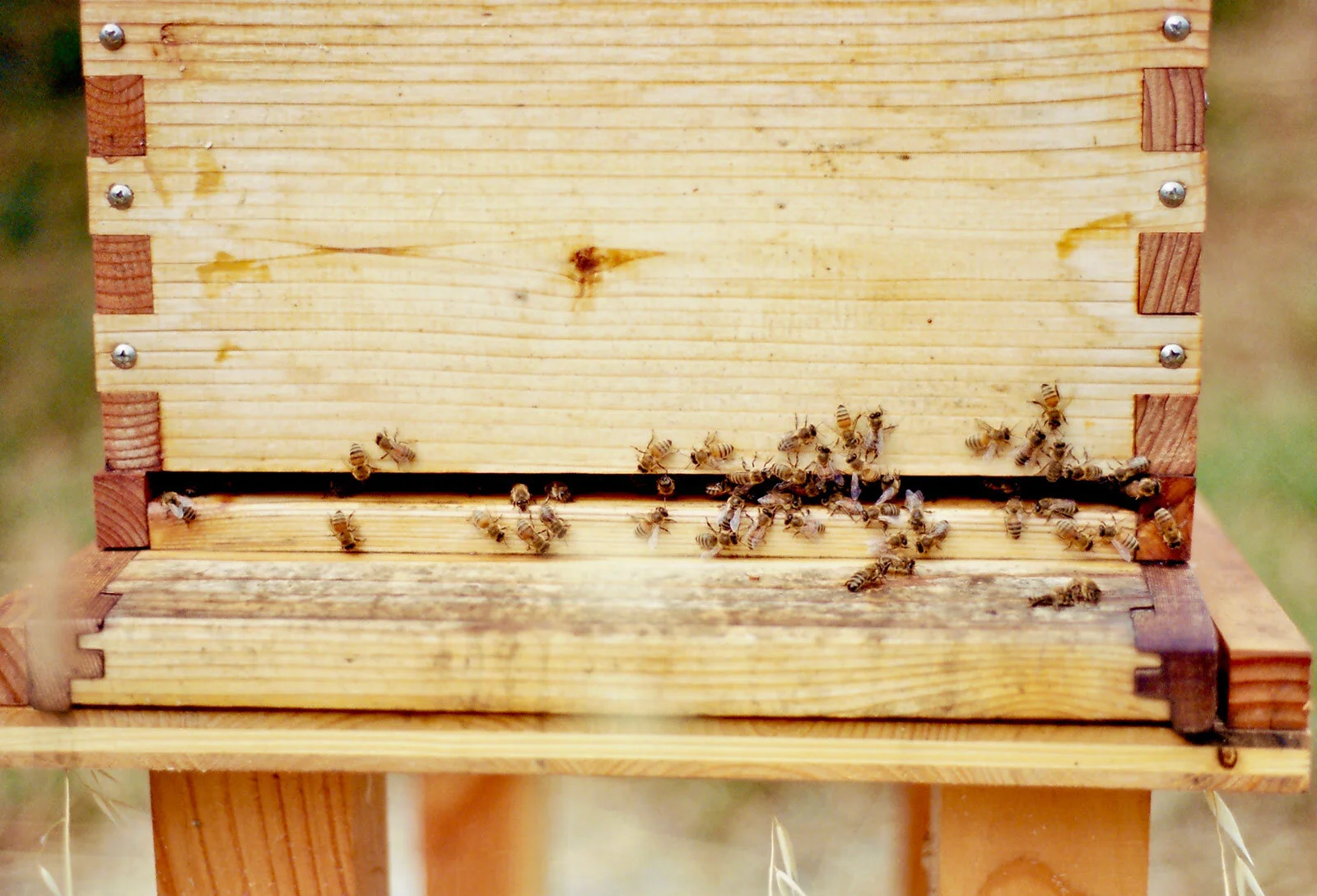 bees.jpg