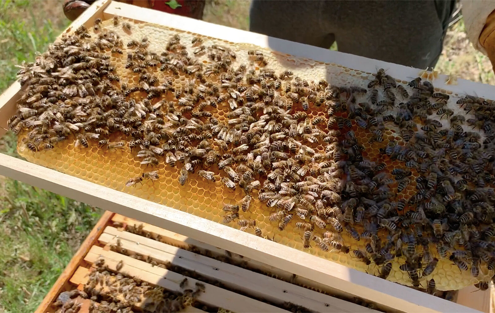bees-photo.jpg