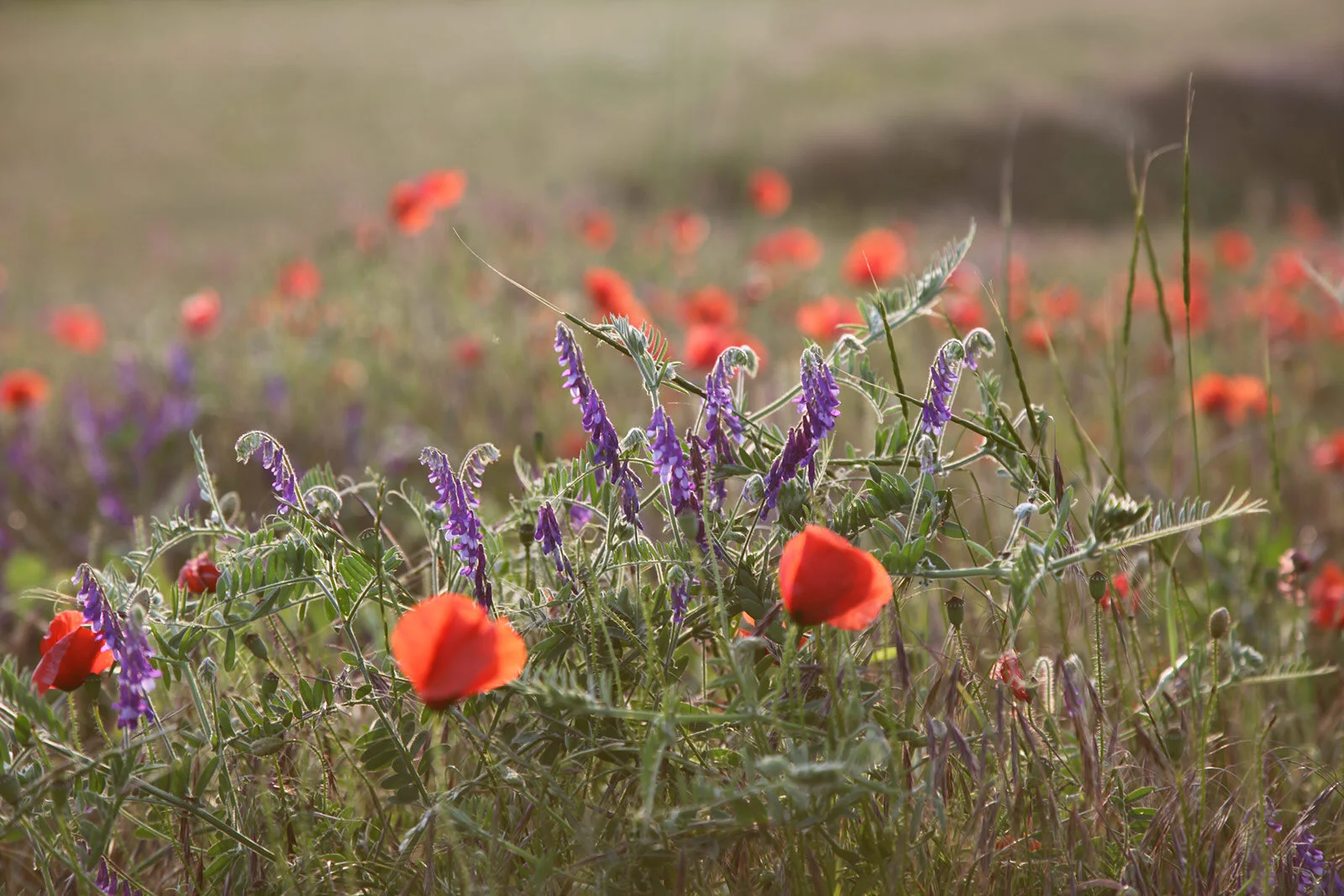NATURE &amp; SUSTAINABILITY