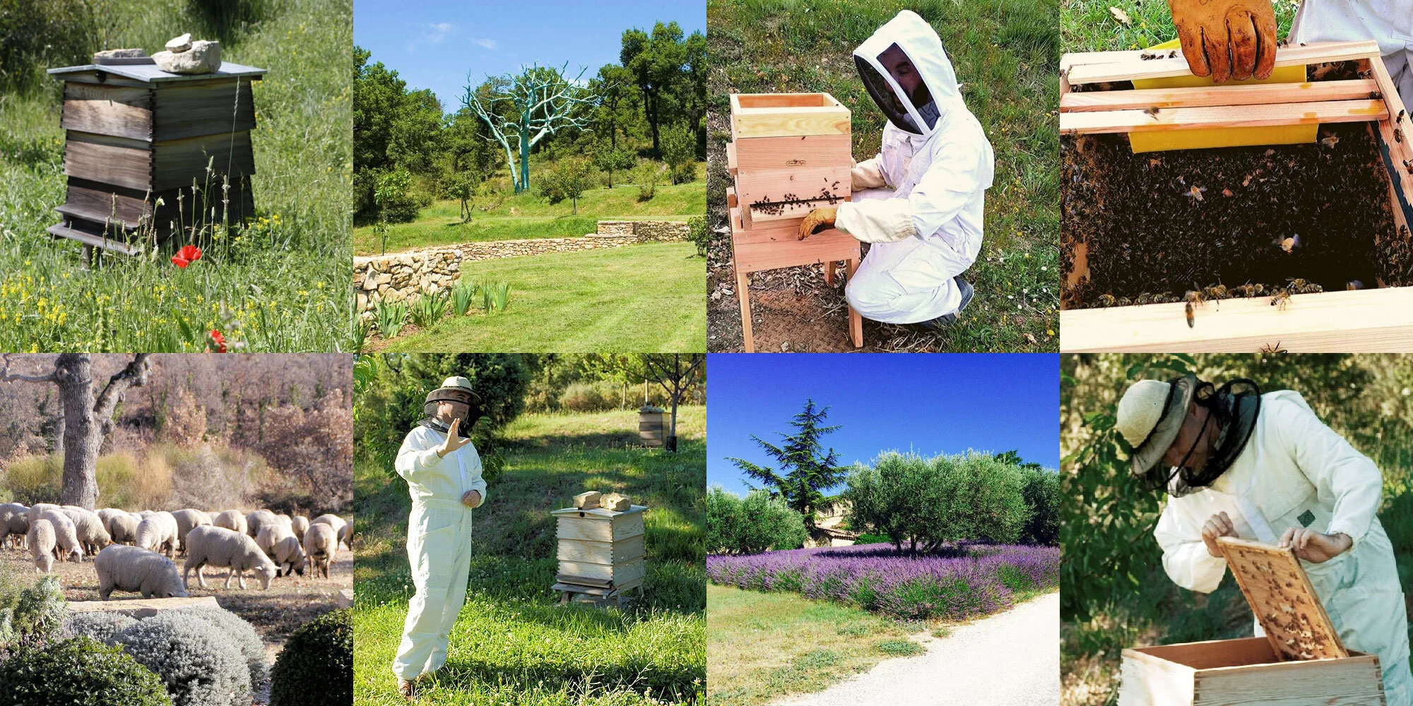 sustainabeelity-collage.jpg