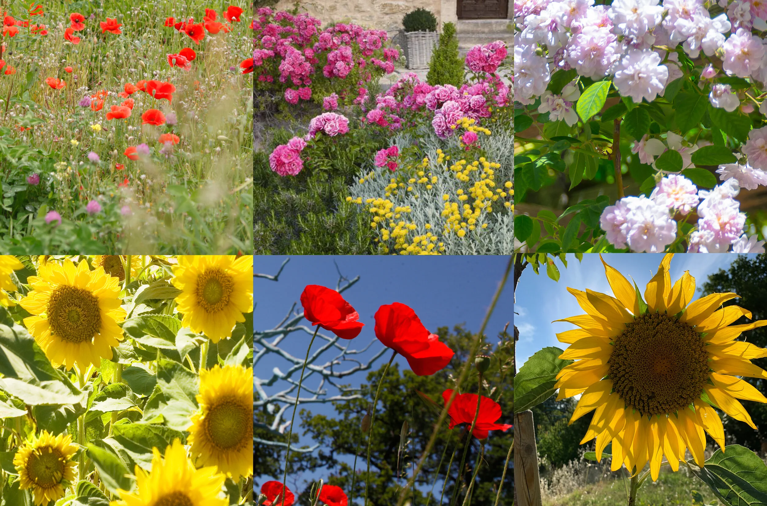 poppies-roses-sunflowers.jpg
