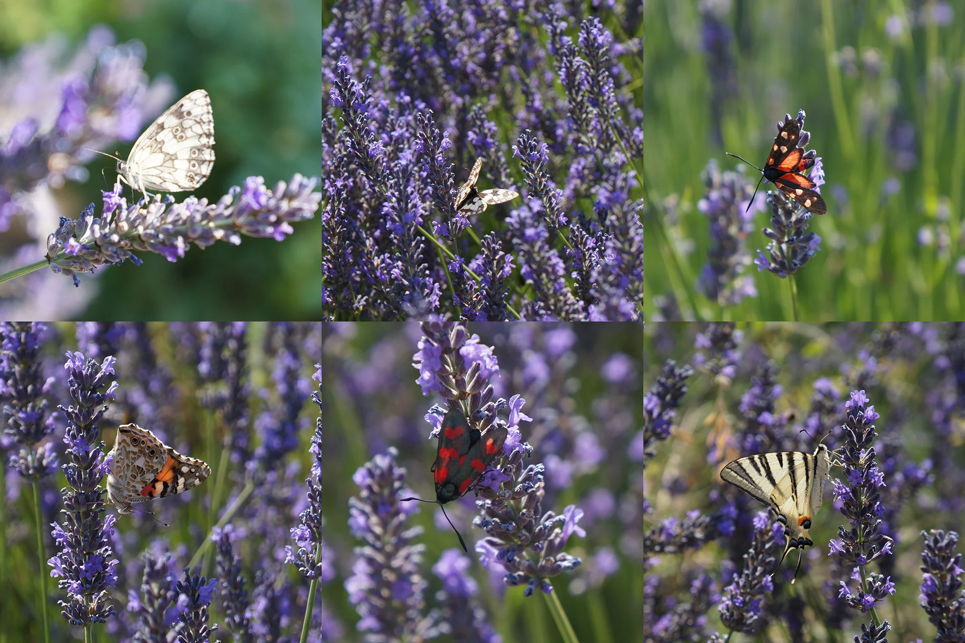 wildlife-montage-1.jpg