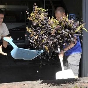 gallery-discarding-stalks.jpg