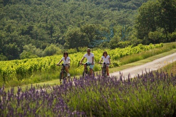 Cycling past lavender.jpg