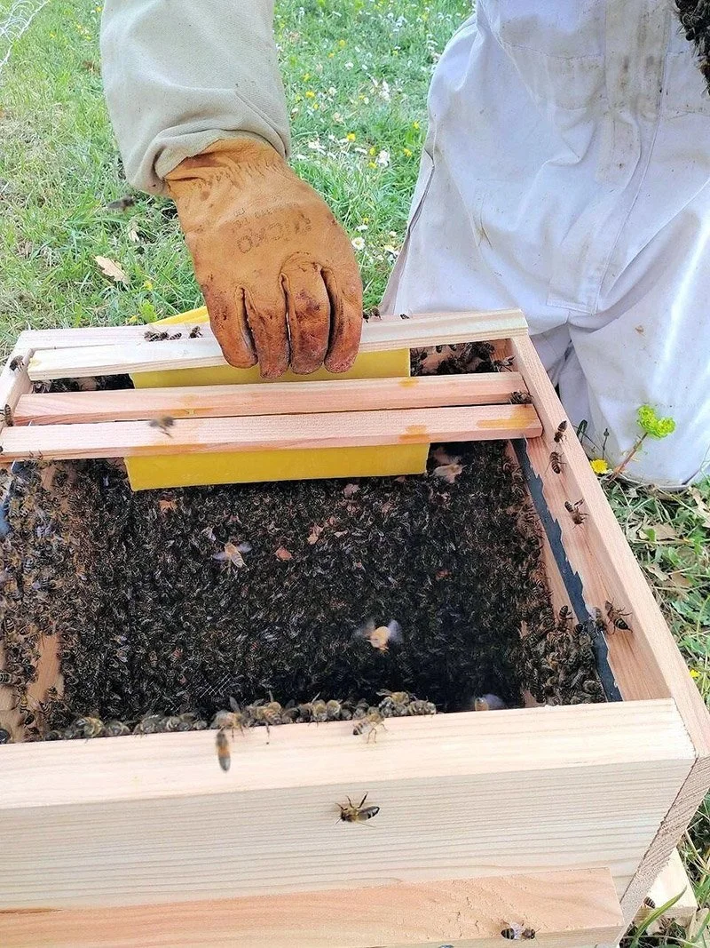 cb-bees.jpg