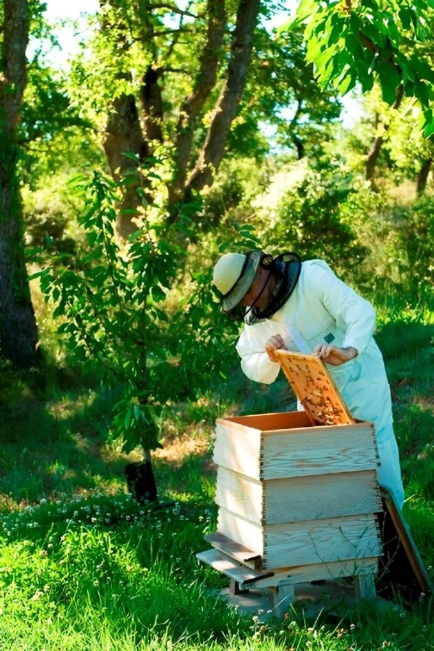 cb-xr-beehive.jpg
