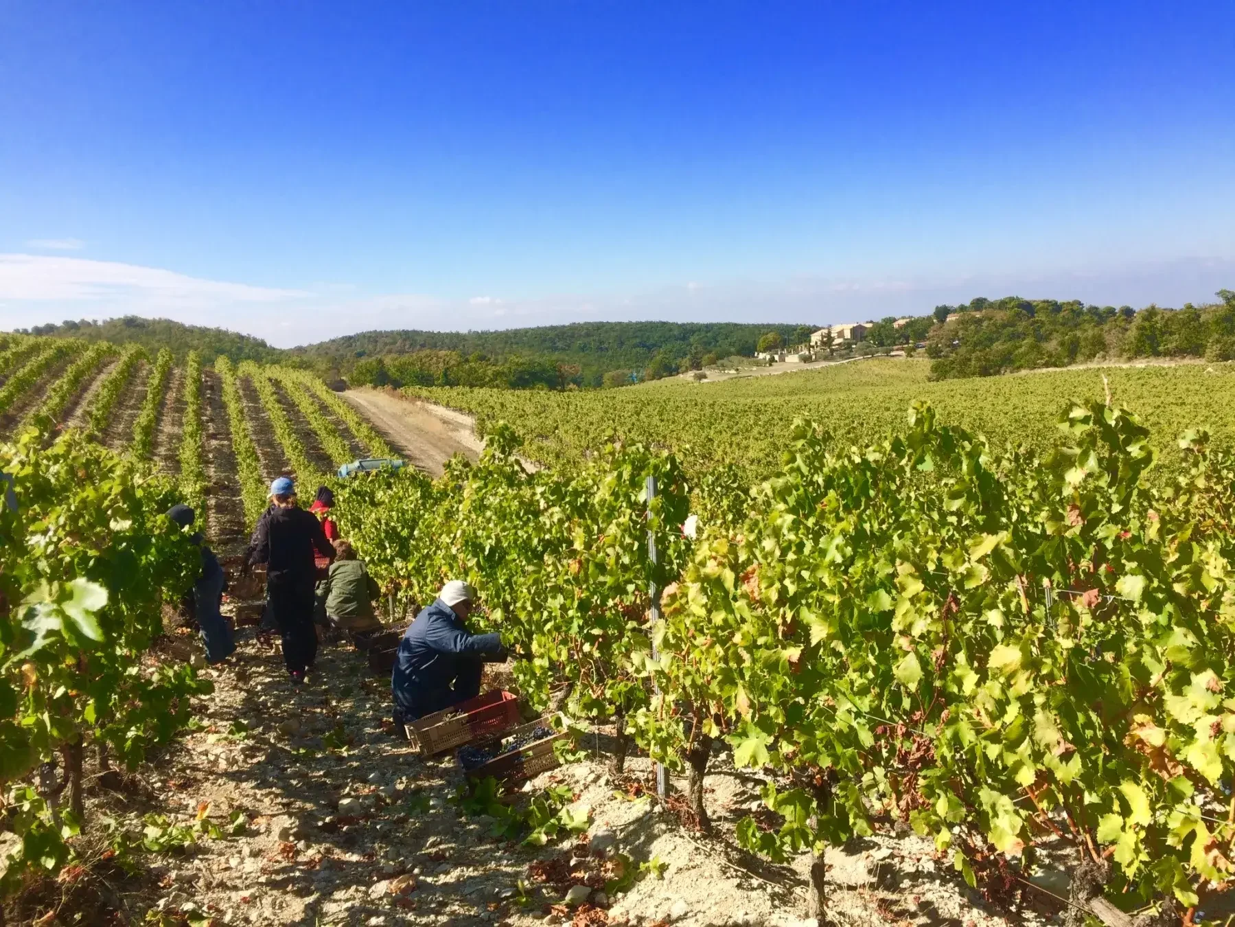 Harvest 2016: The Little Vineyard That Could