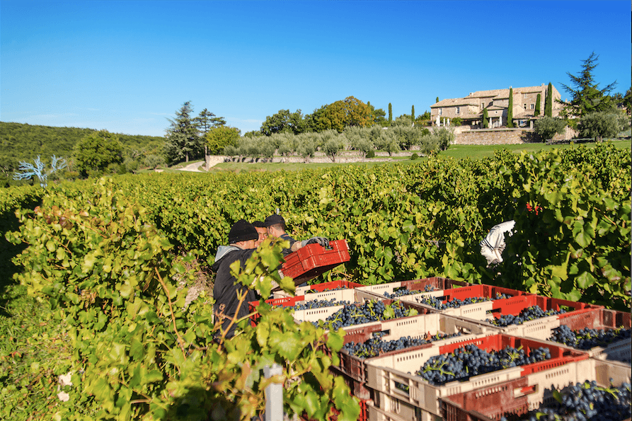 2015 Harvest ‘béni des dieux’ (‘blessed by the gods’) - Rejoice!