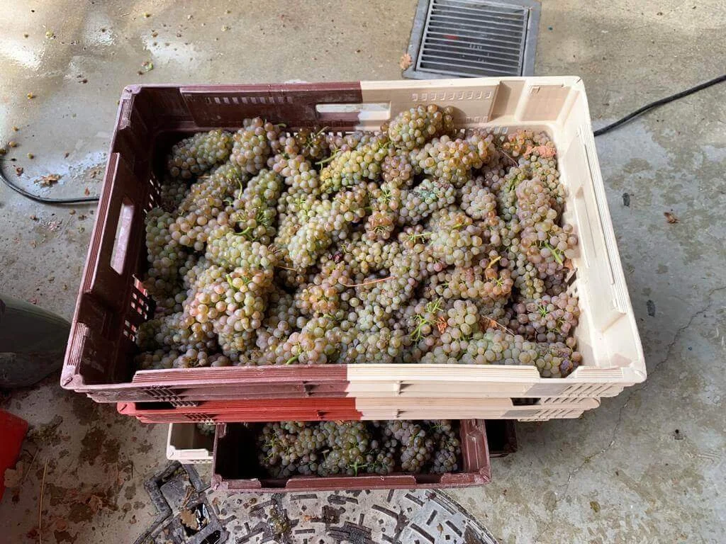 Chêne Bleu 2020 – Harvest Report